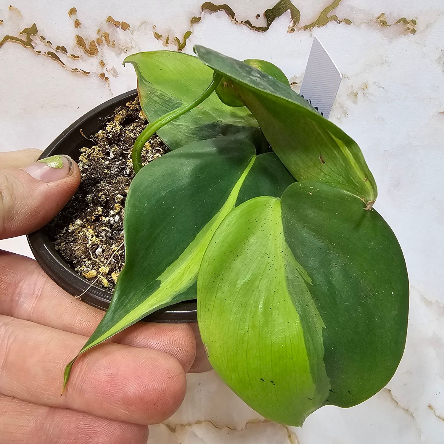 Philodendron hederaceum 'Brasil'