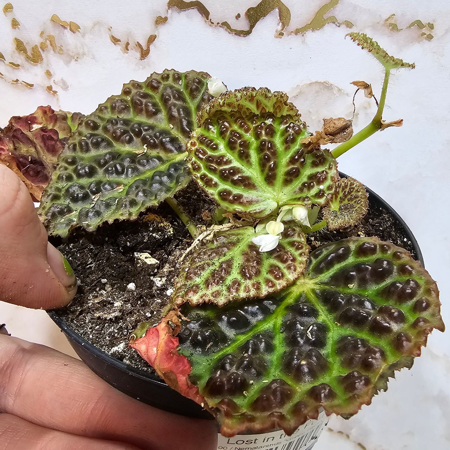 Begonia dracopelta