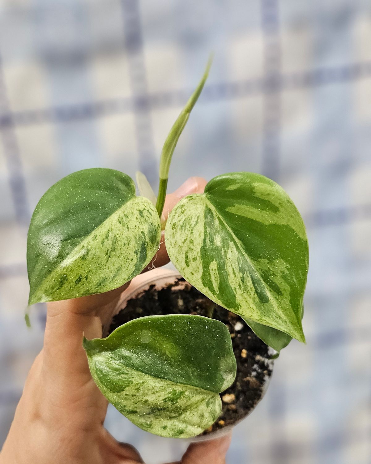 Philodendron hederaceum ‘variegated/marble’ (Philodendron hederaceum)