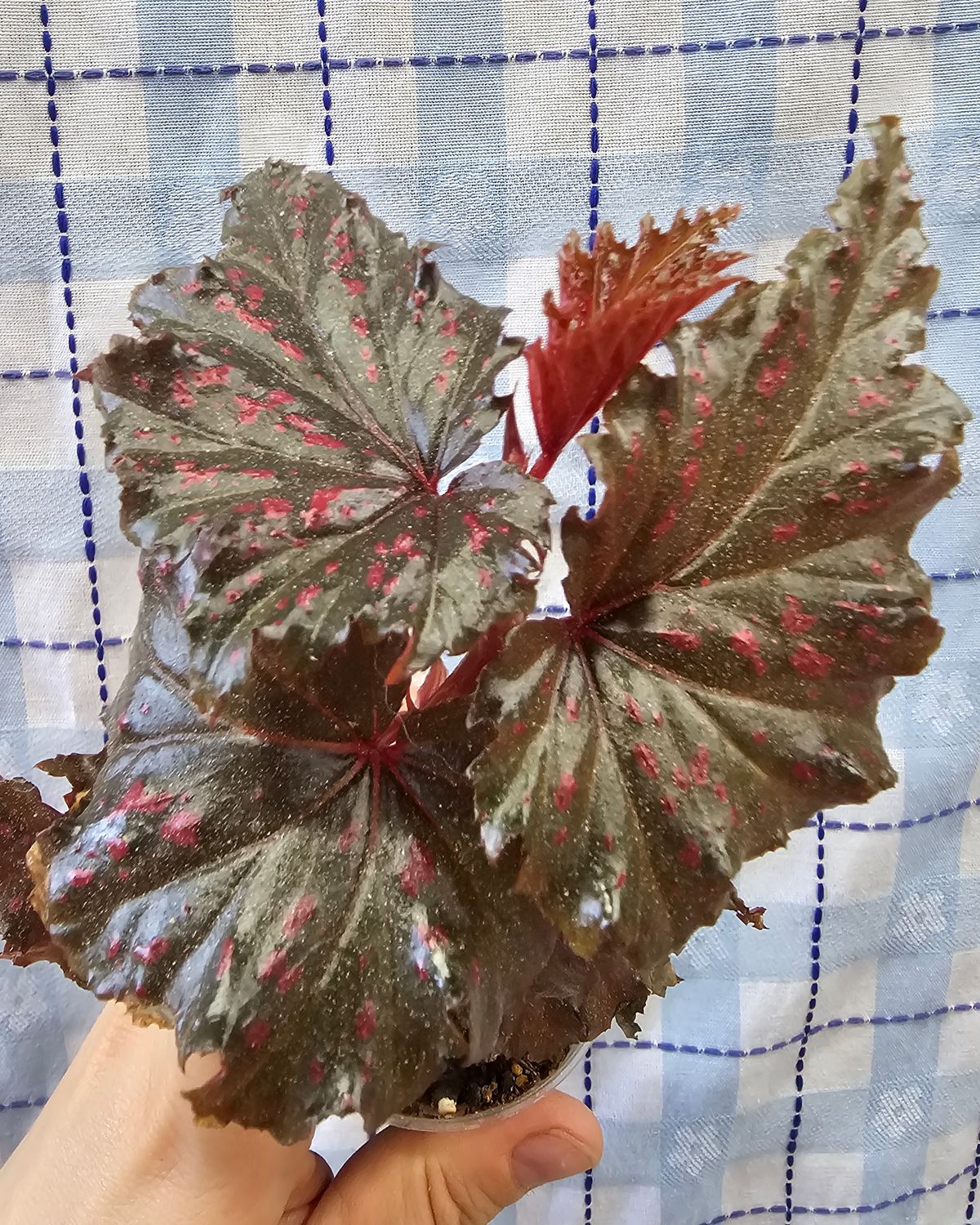 Begonia serratipetala