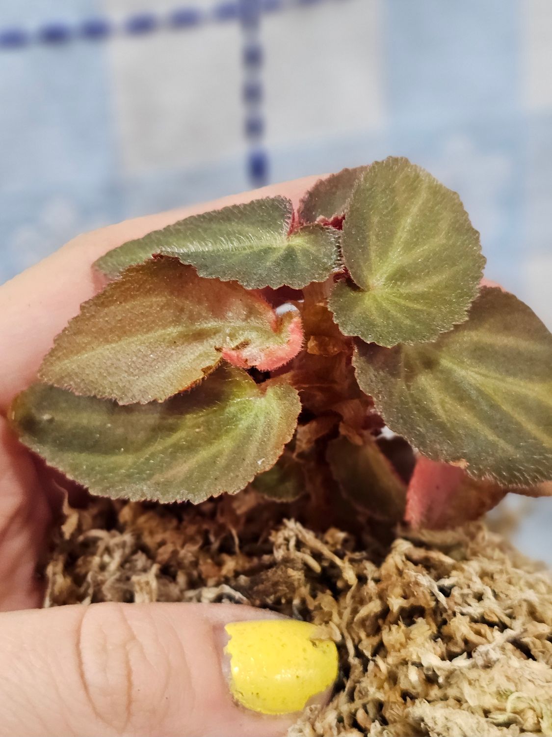 Begonia 'Withlacoochee'