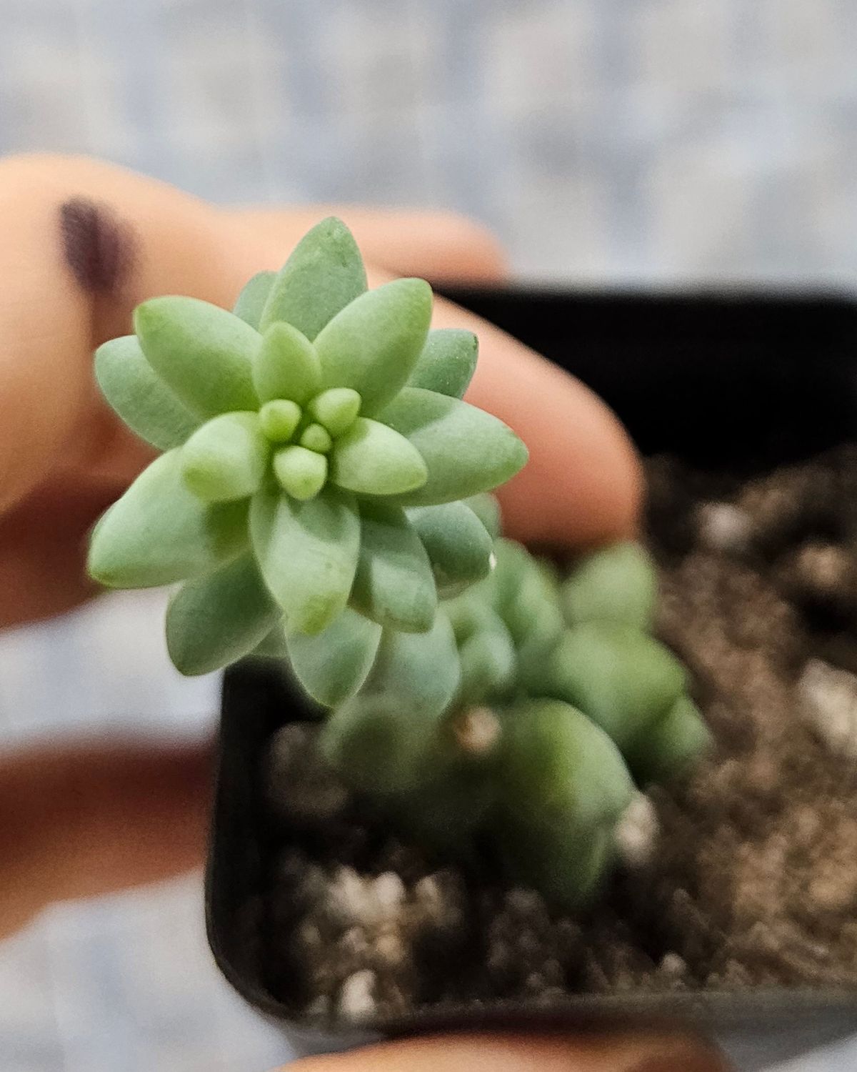 Burro's Tail (Sedum morganianum)
