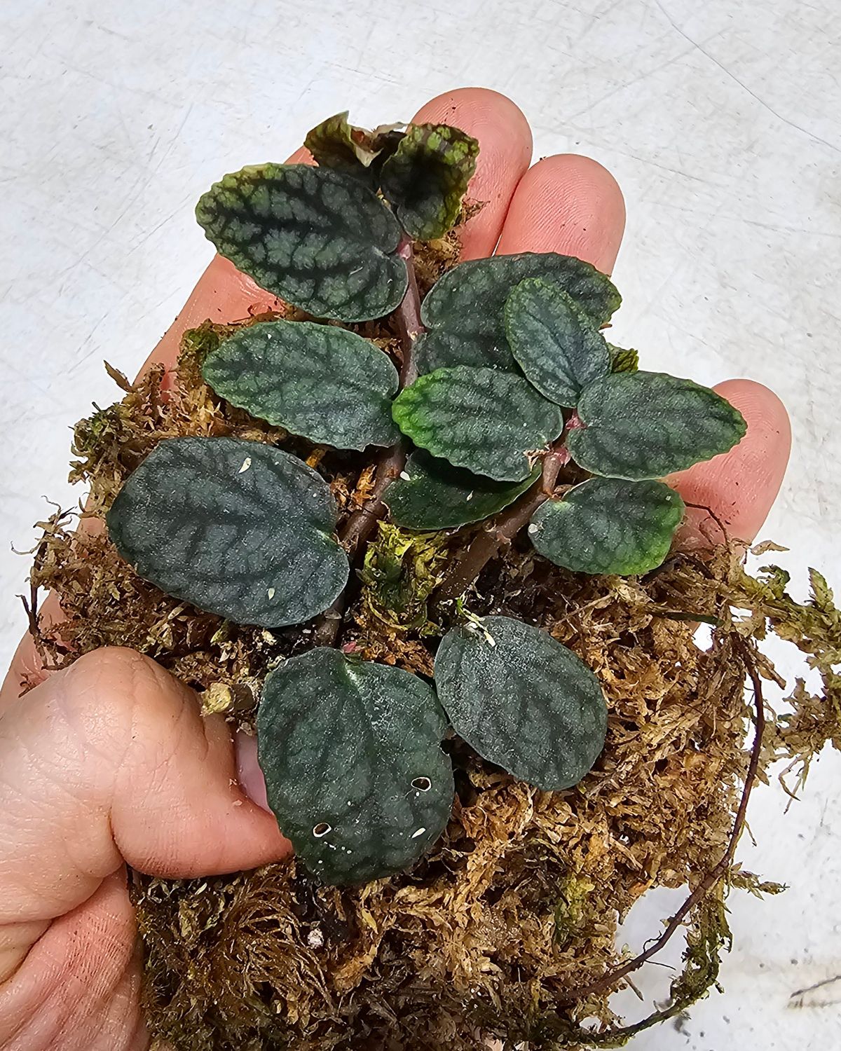 Pellionia pulchra, "Polynesian Ivy"