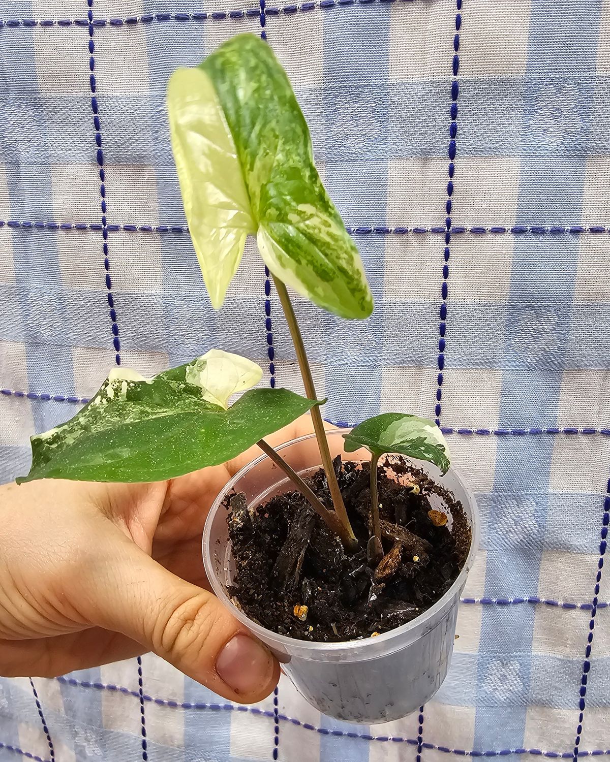 Syngonium podophyllum "Albo Variegata"