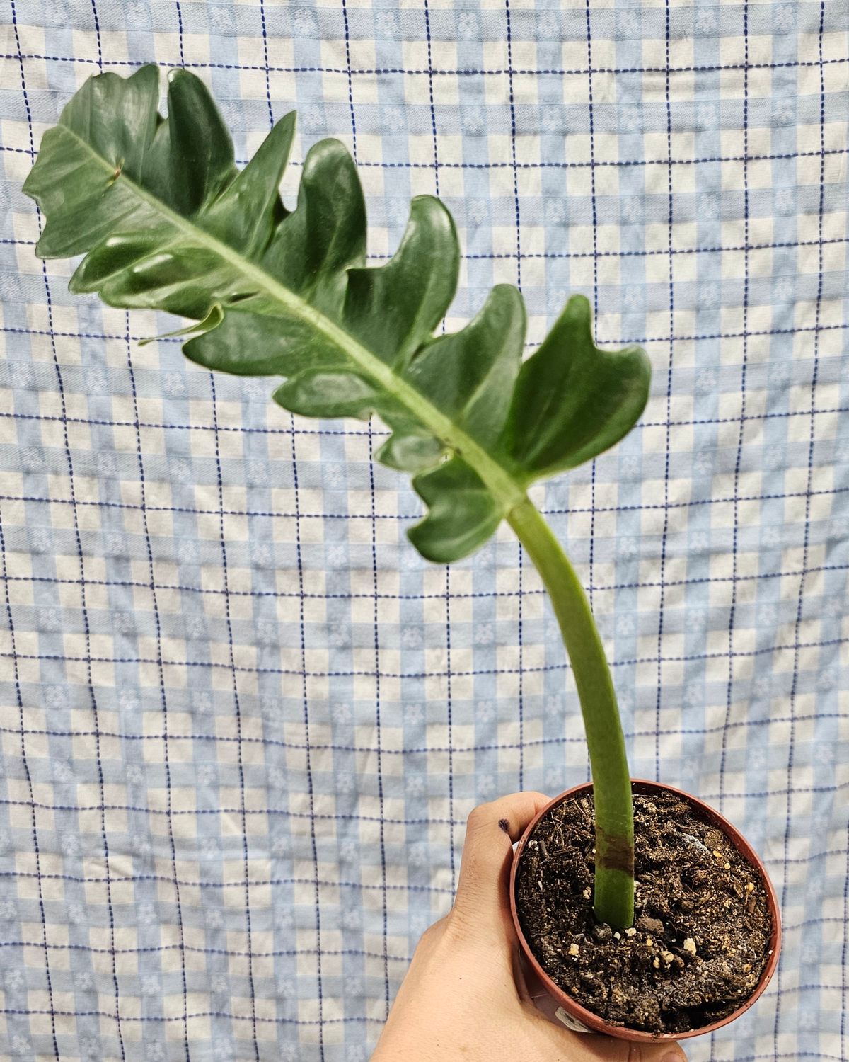 Philodendron 'Jungle Boogie'