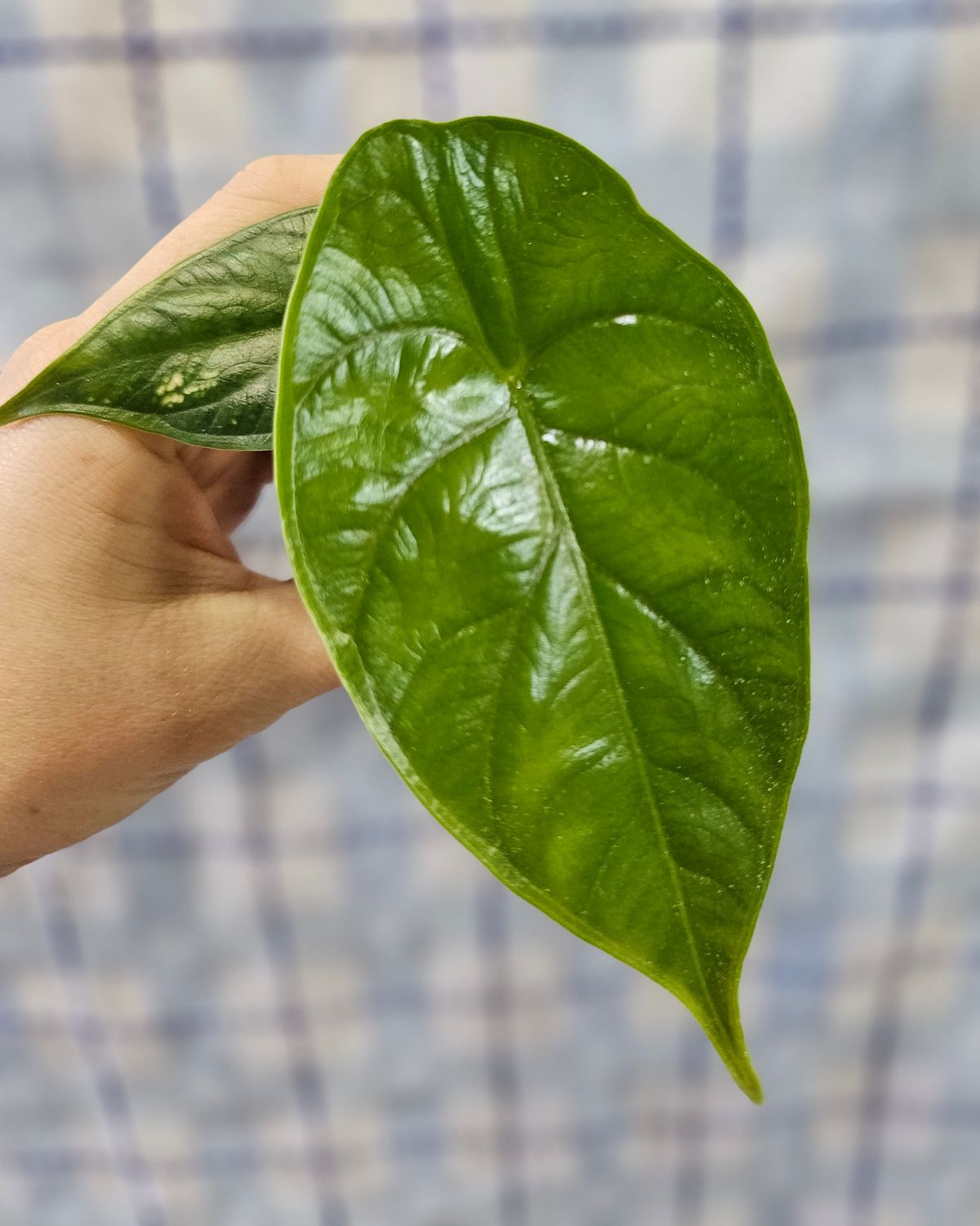 Alocasia 'Green Unicorn'