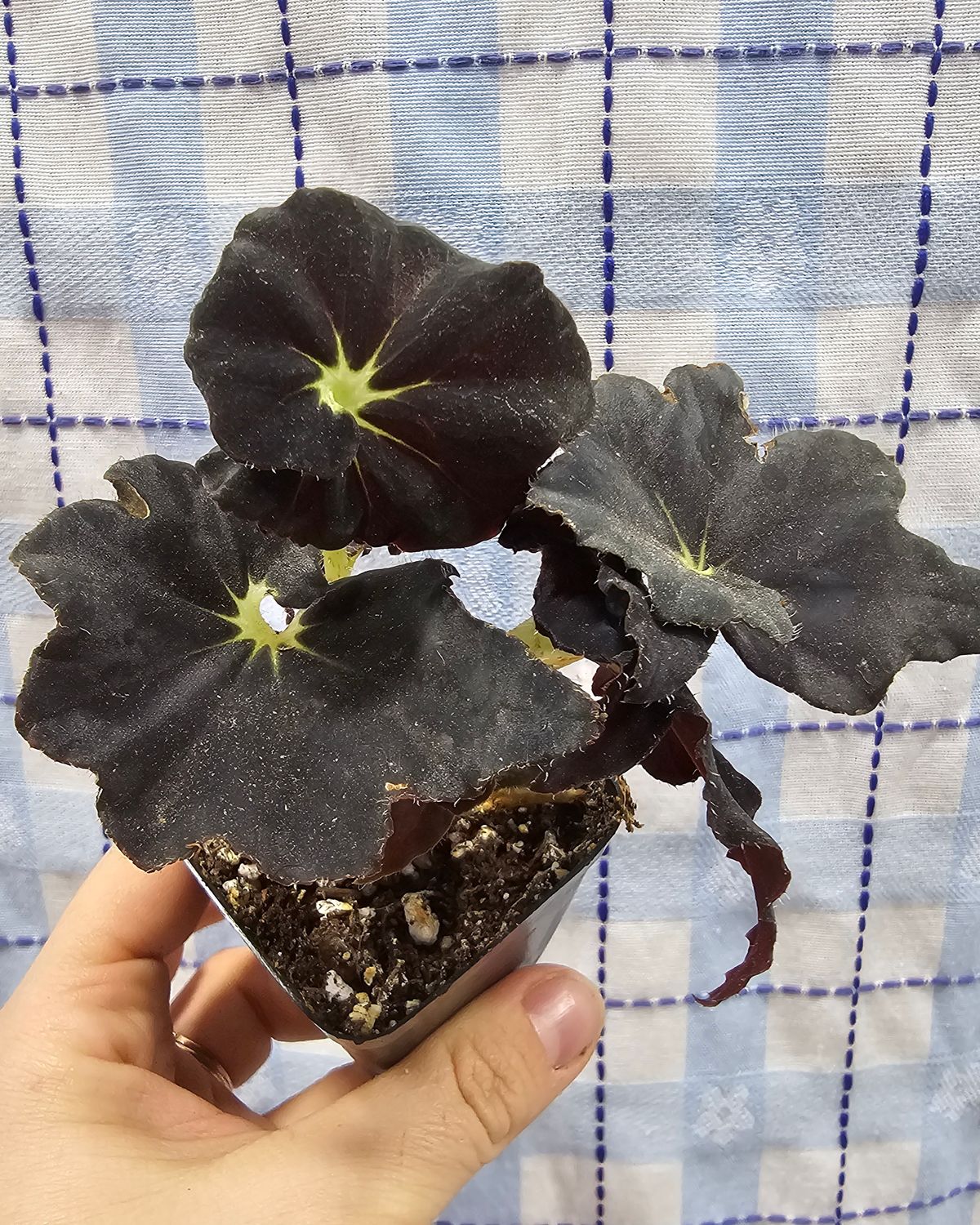 Begonia 'Black Truffle'
