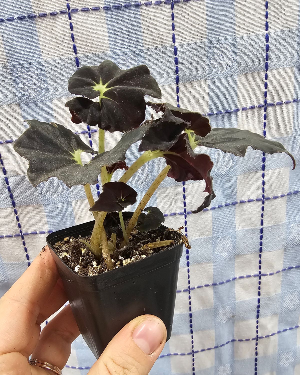 Begonia 'Black Truffle', Size:: 2" potted plant