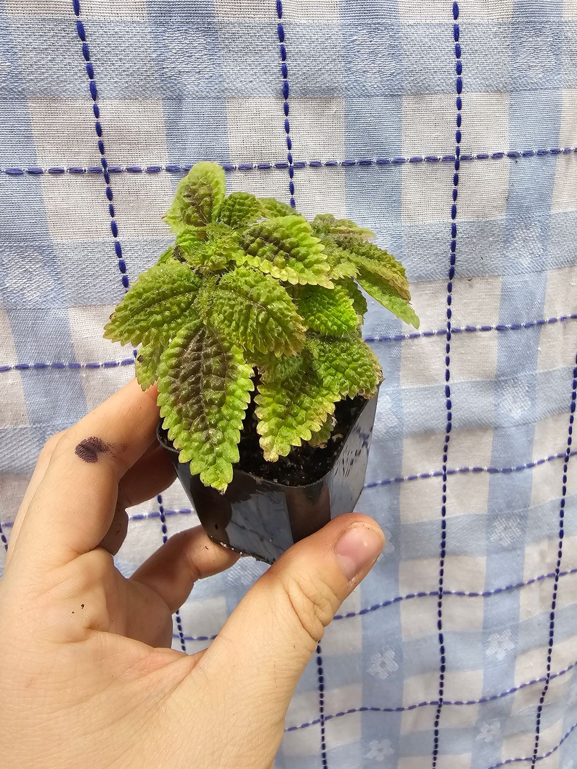 Pilea mollis/’Moon Valley’