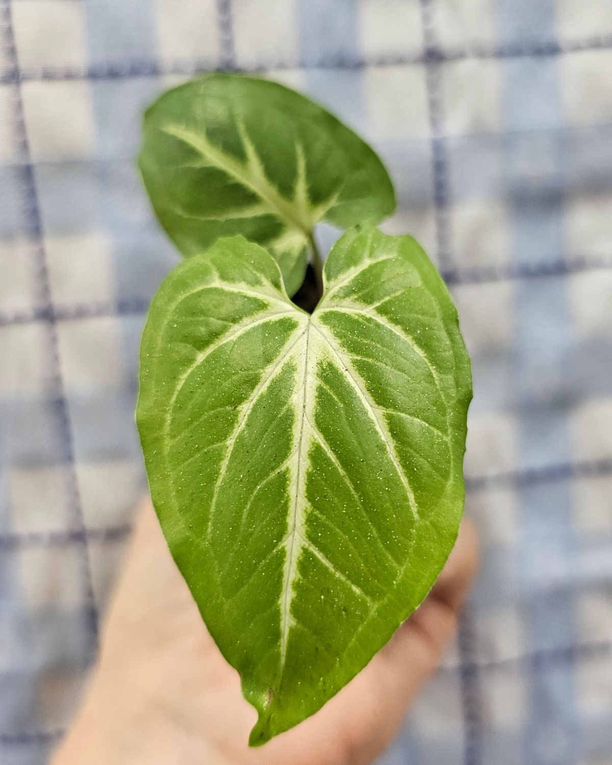 Syngonium podophyllum 'Batik'