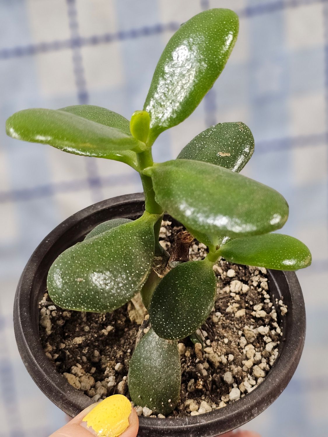 Jade Tree (Crassula ovata)