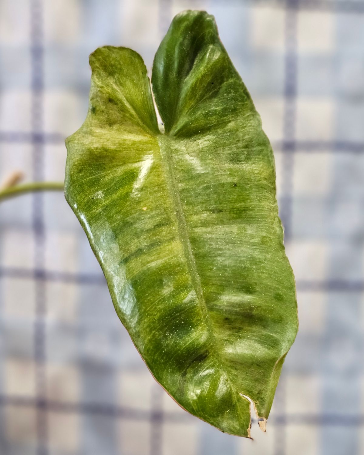 Philodendron x ‘Paraiso Verde’