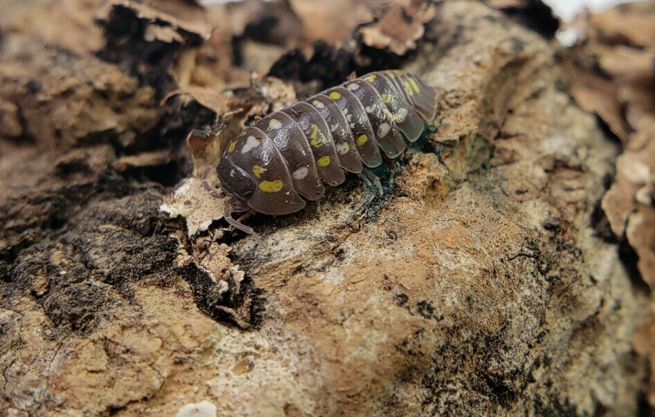 Armadillidium frontetriangulum AFTER SHOW SALE
