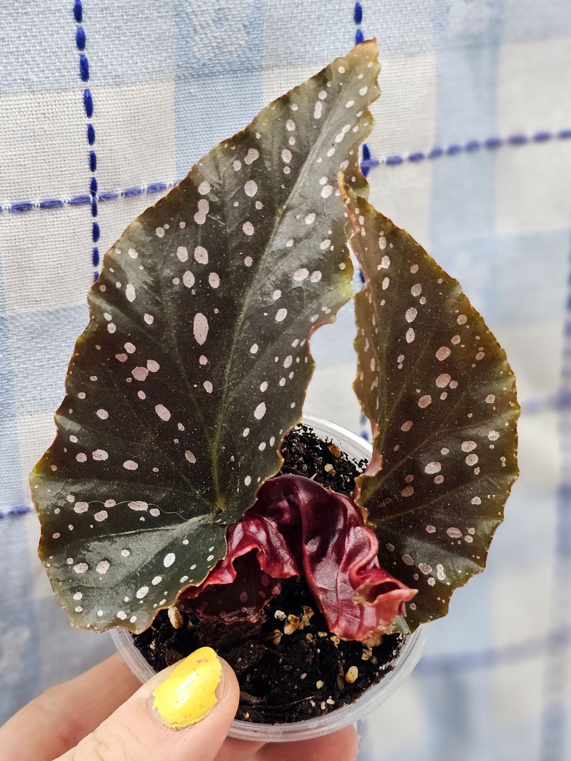 Begonia x 'Cracklin' Rosie'