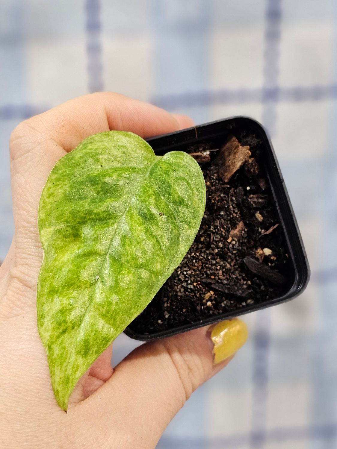 Pothos, 'Neon varigated' (Epipremnum pinnatum)