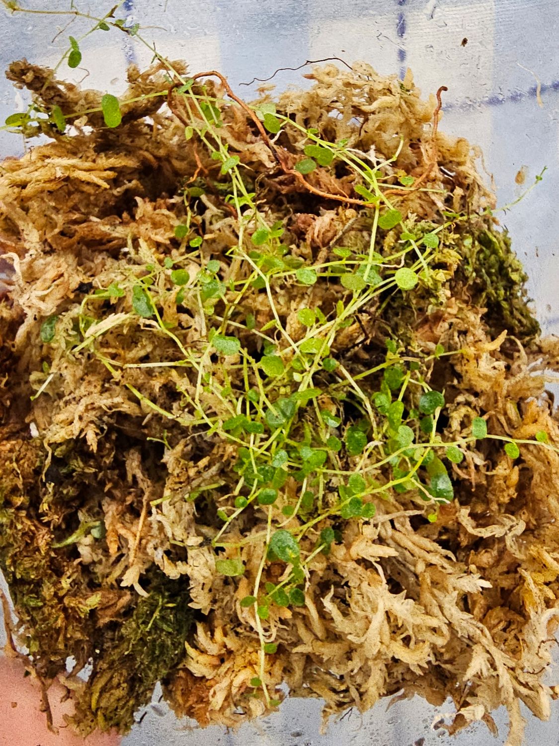 Peperomia emarginella 'Ecuador'