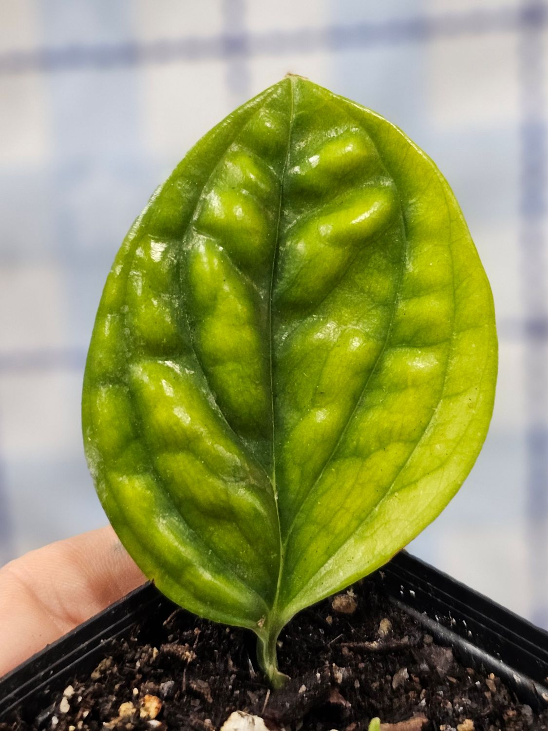 Monstera 'Peru' (Monstera karstenianum)