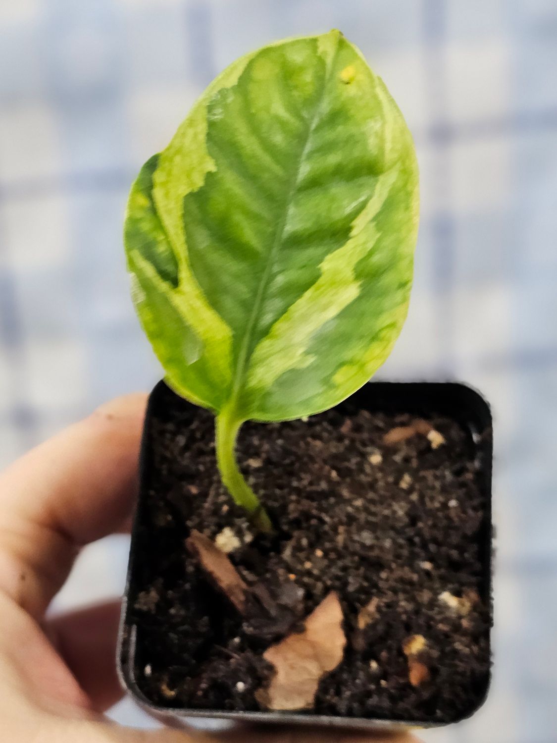 Pothos, 'Lizard Queen' (Epipremnum aureum)
