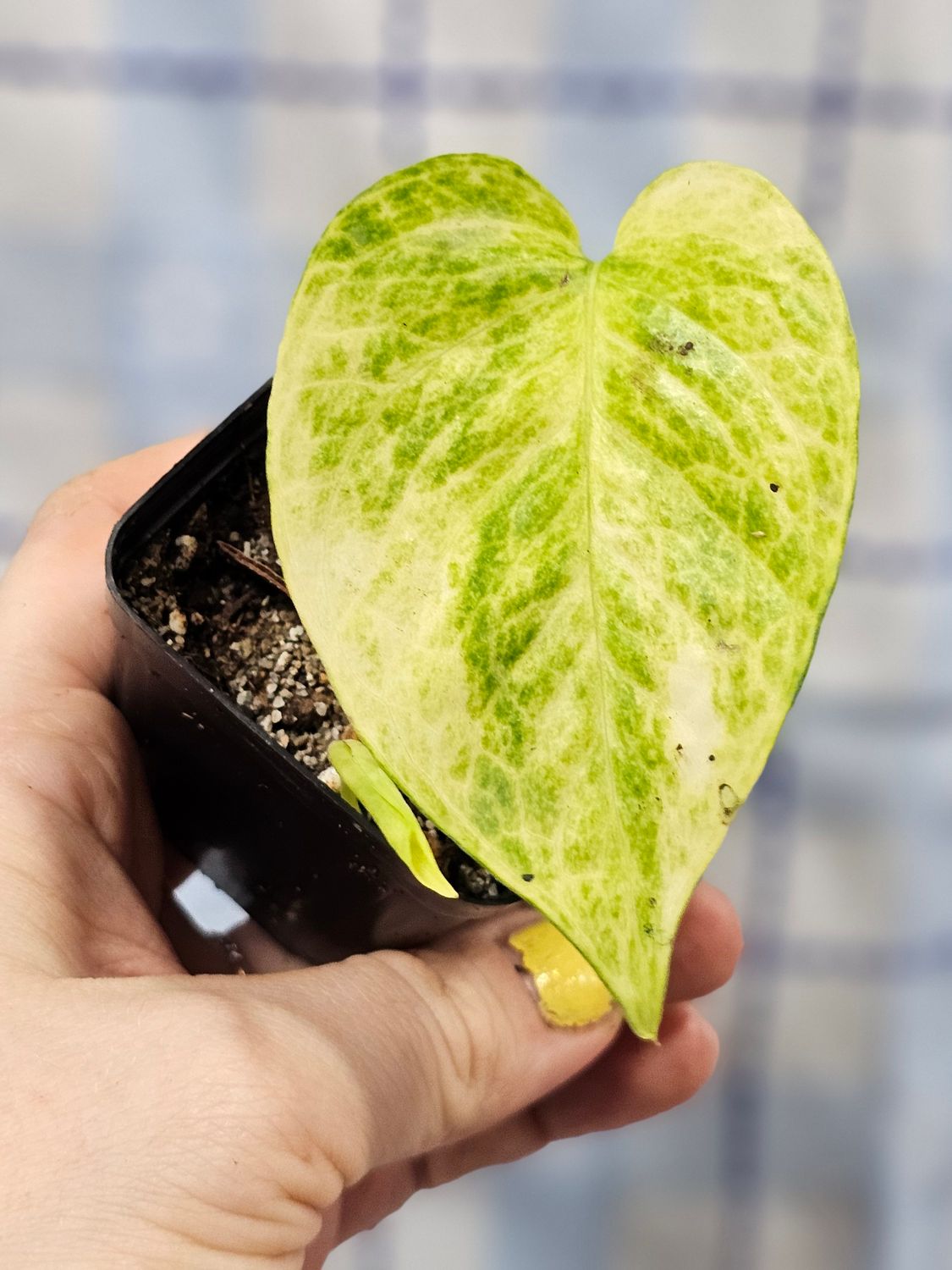 Pothos, 'Neon Queen' (Epipremnum aureum)