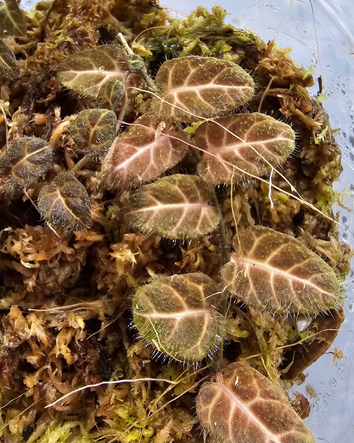 Solanum sp. "Ecuador"