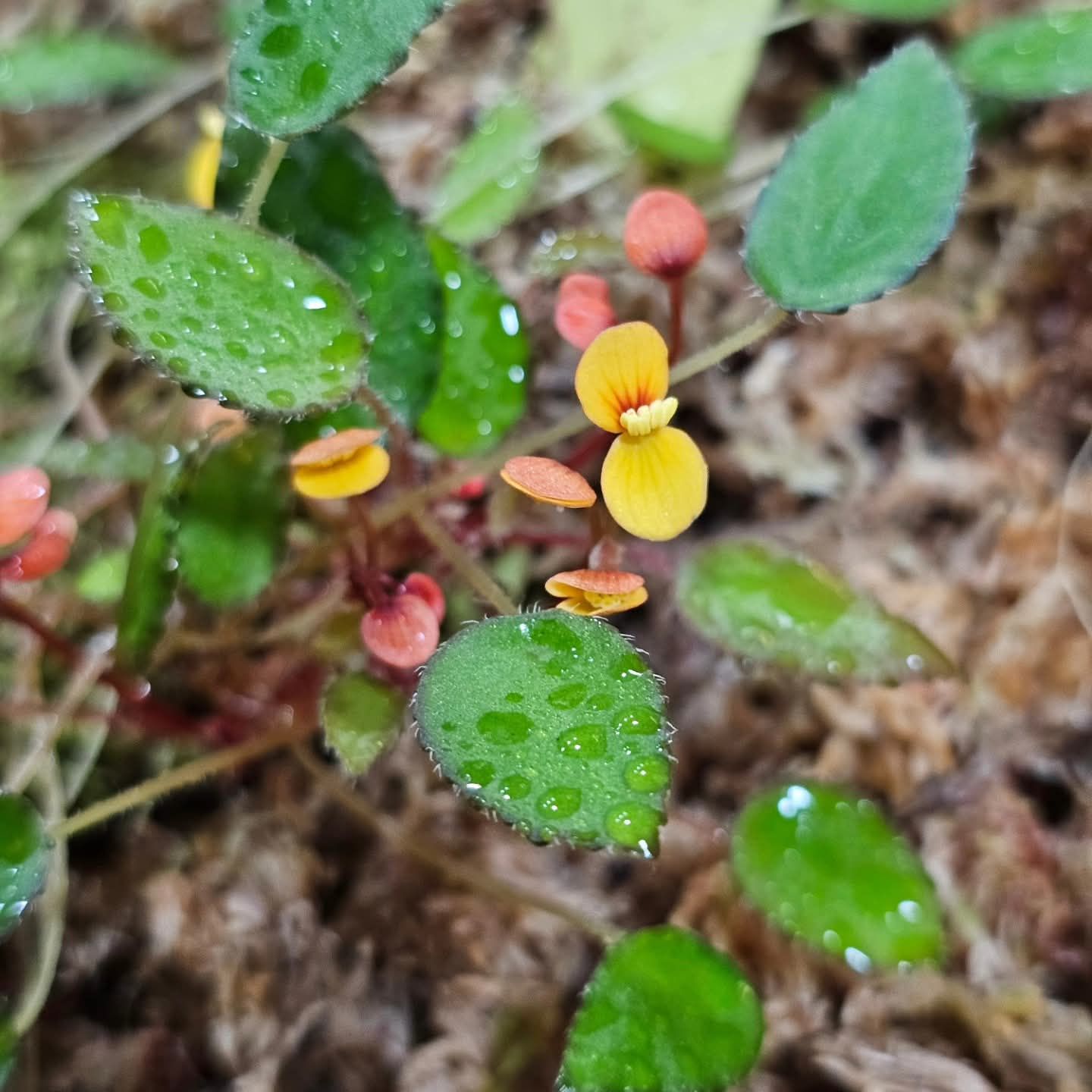 Begonia vankerckhovenii