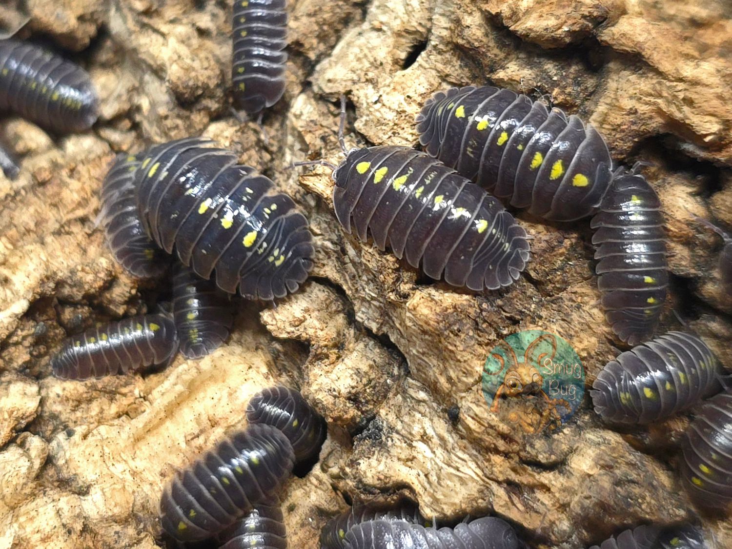 Armadillidium germanicum "Adige Valley"