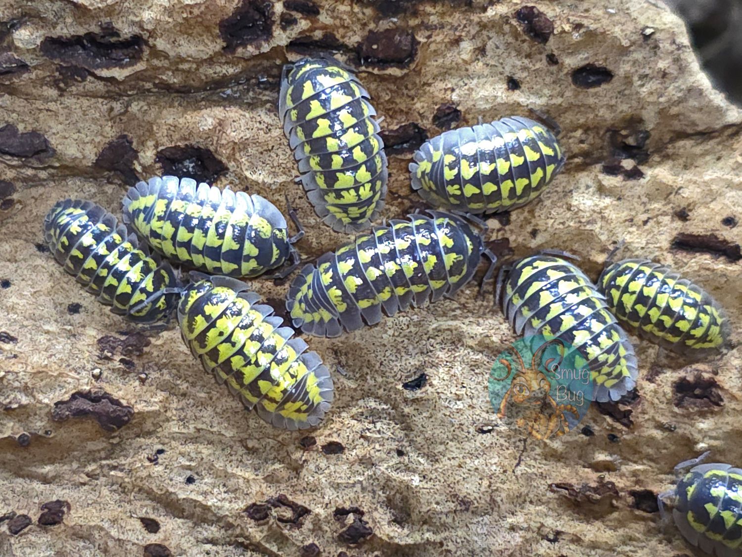 Armadillidium gestroi "High Yellow"
