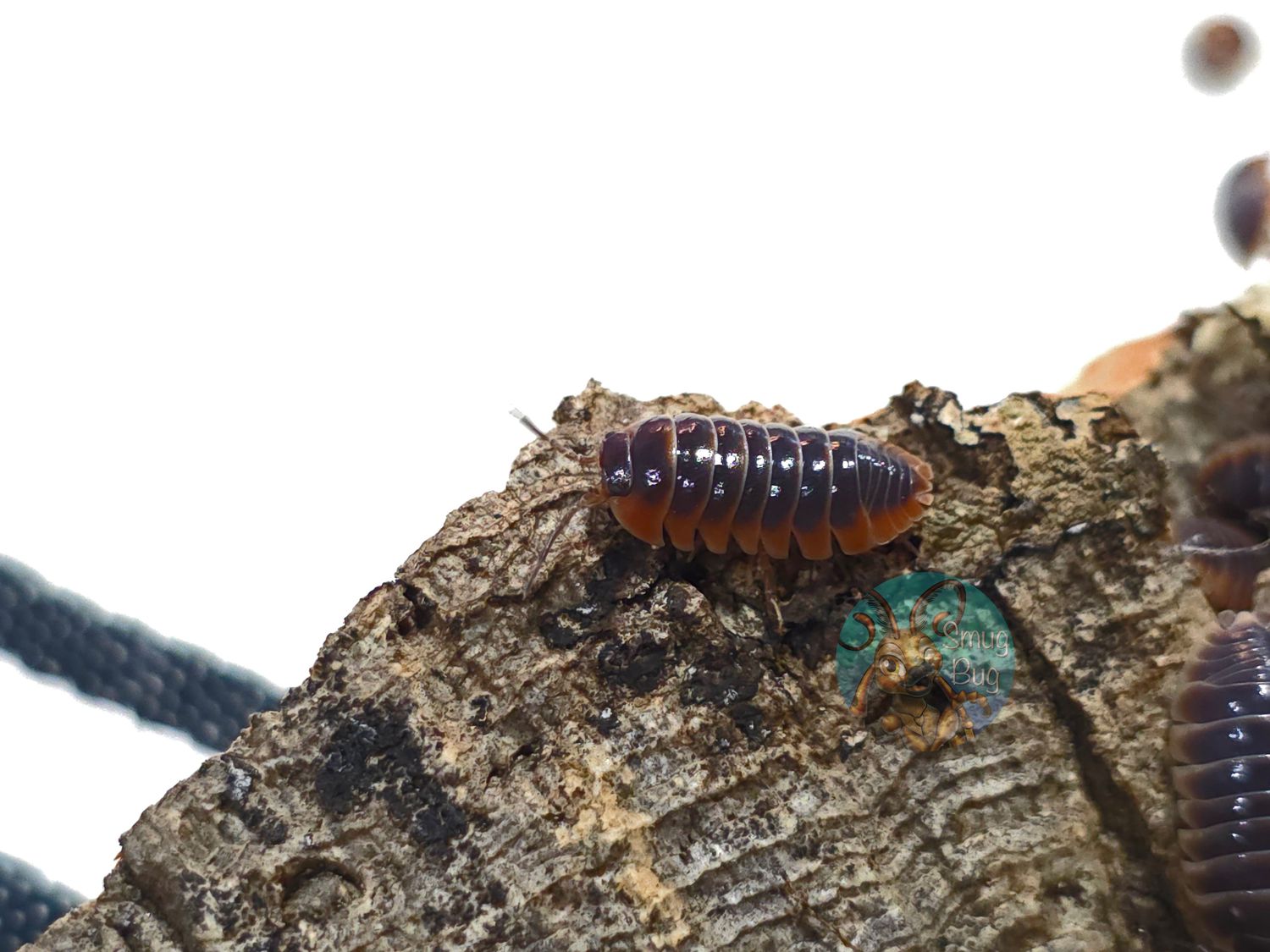 Armadillidium klugii "Patternless"
