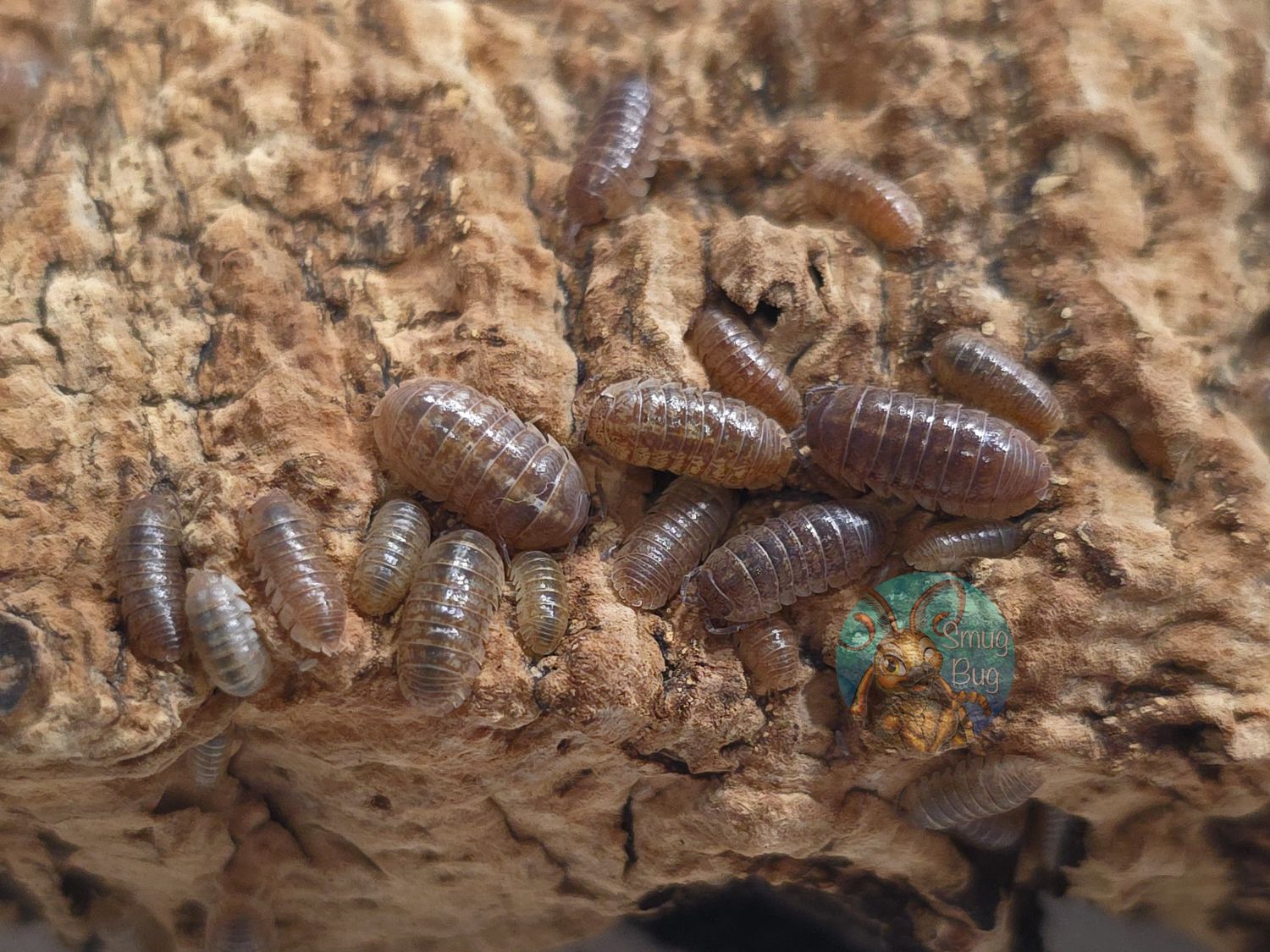 Armadillidium marmoratum "Orange"