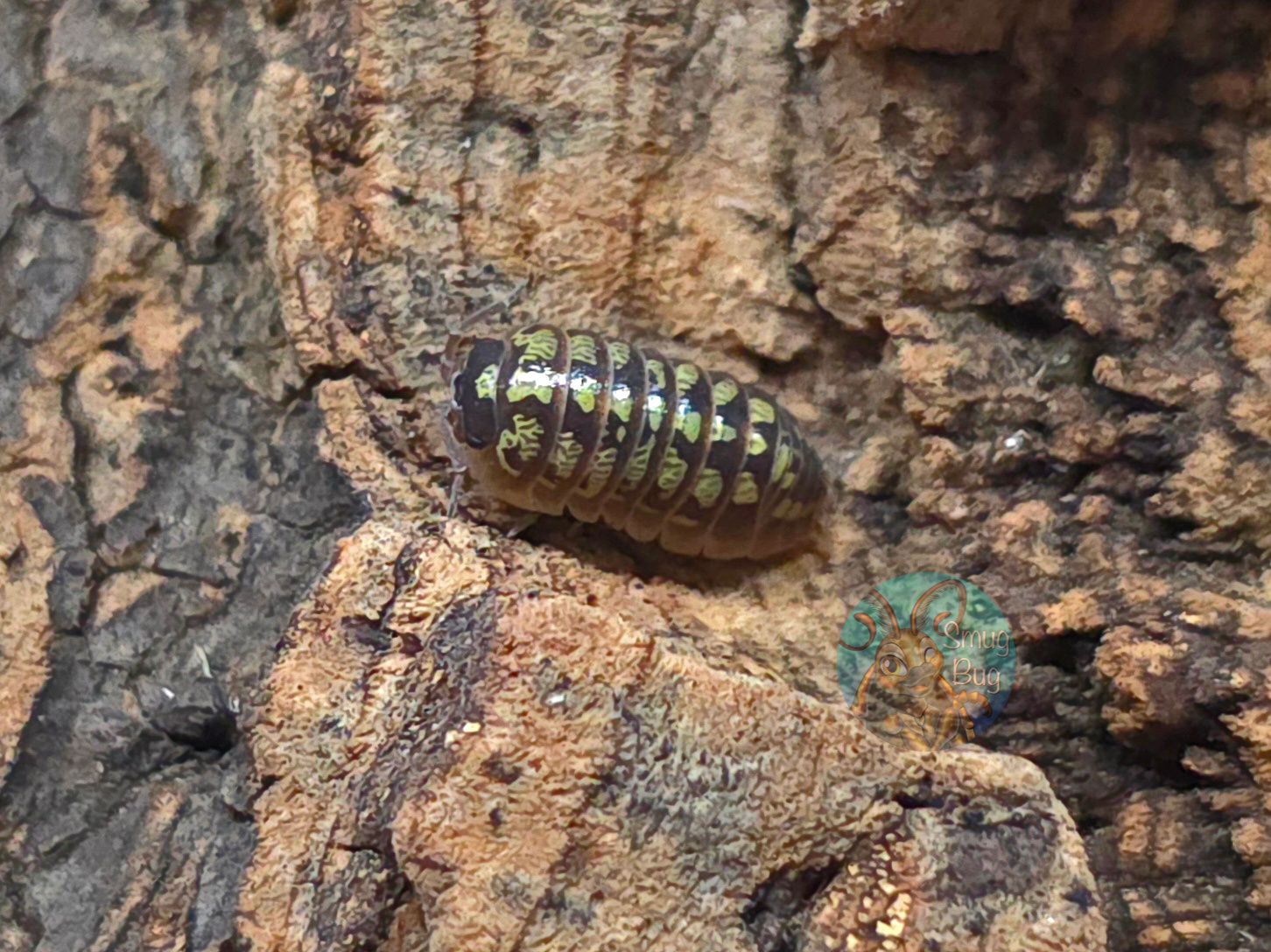 Armadillidium sp. "Twisted Clown"