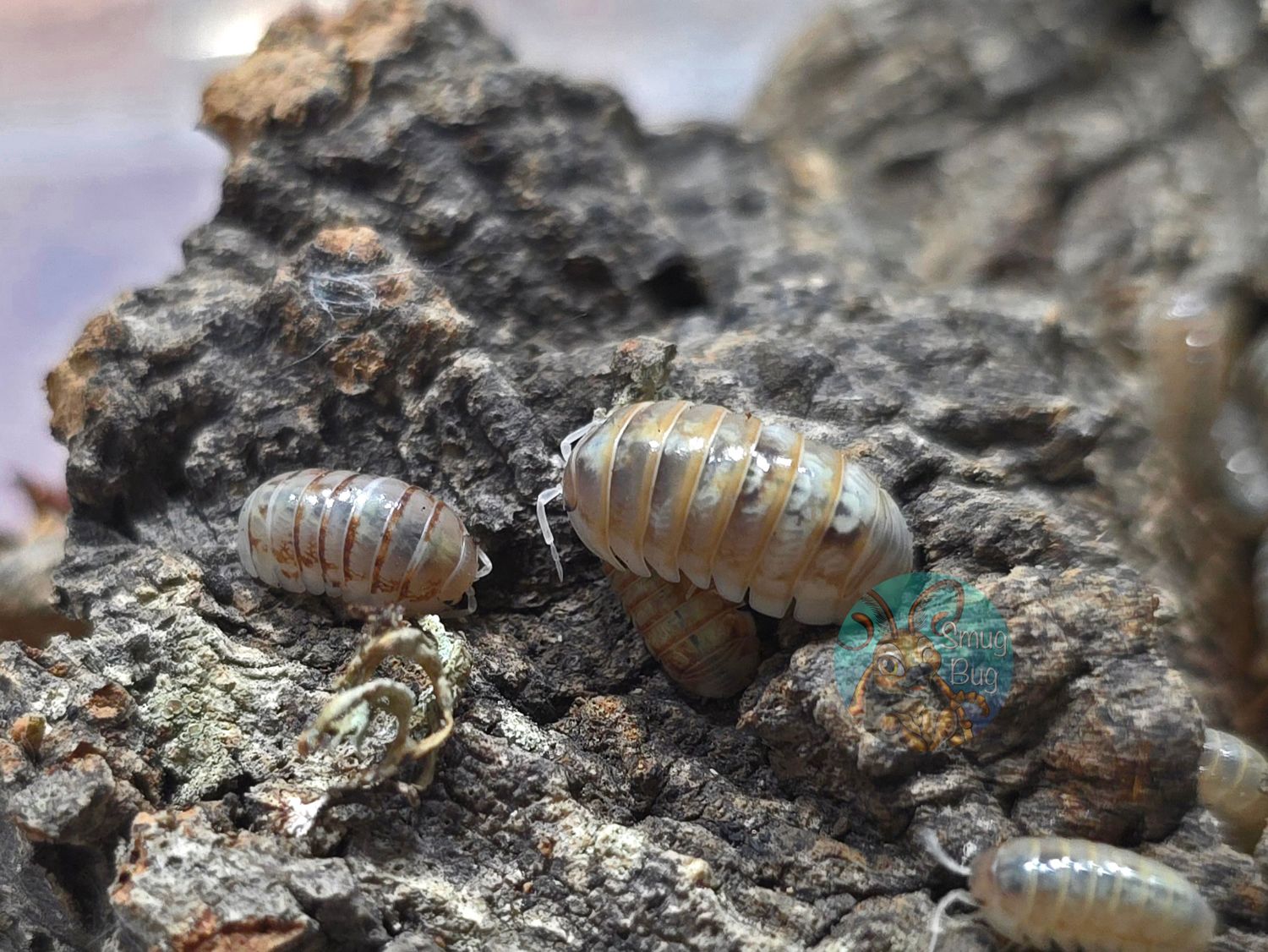 Armadillidium vulgare "Daywalker"