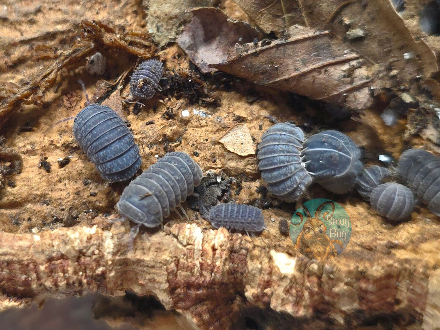 Armadillo tuberculatus