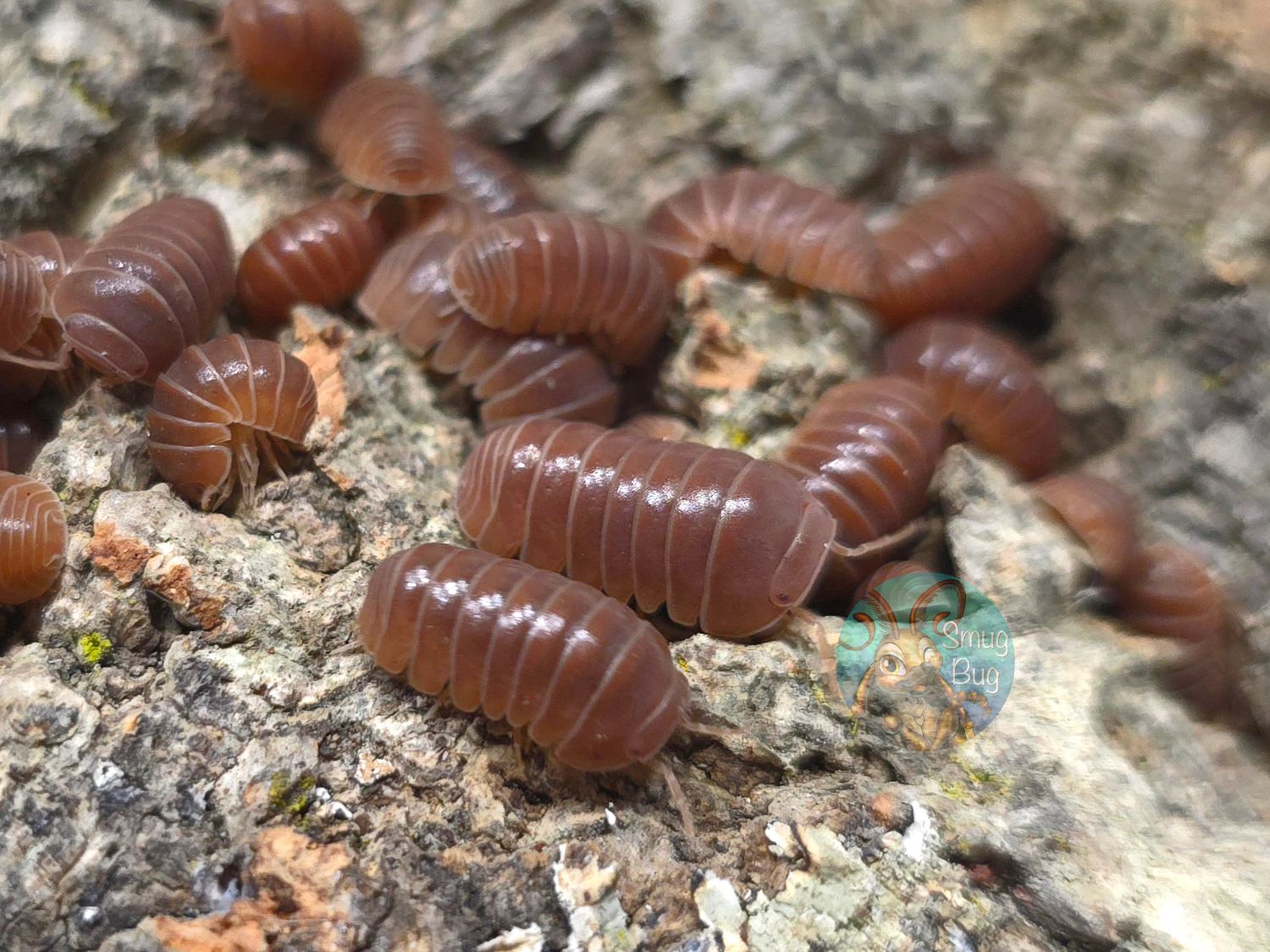 Armadillo officinalis "Orange Crush"