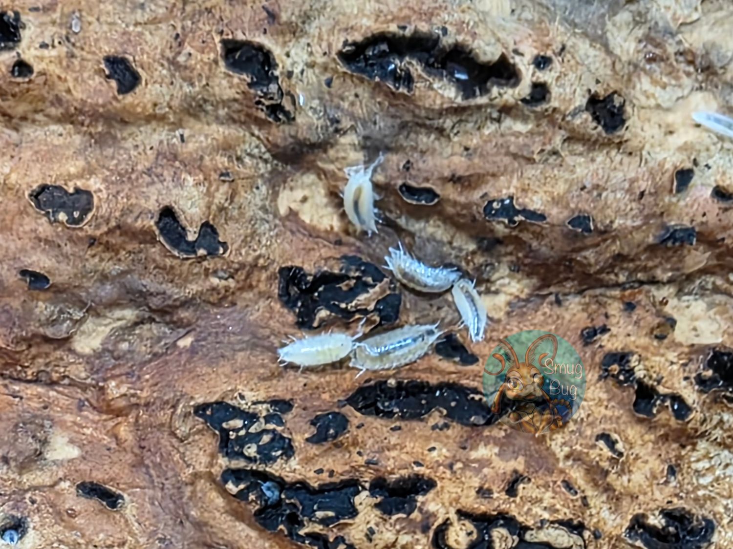 Caraiboscia christiani