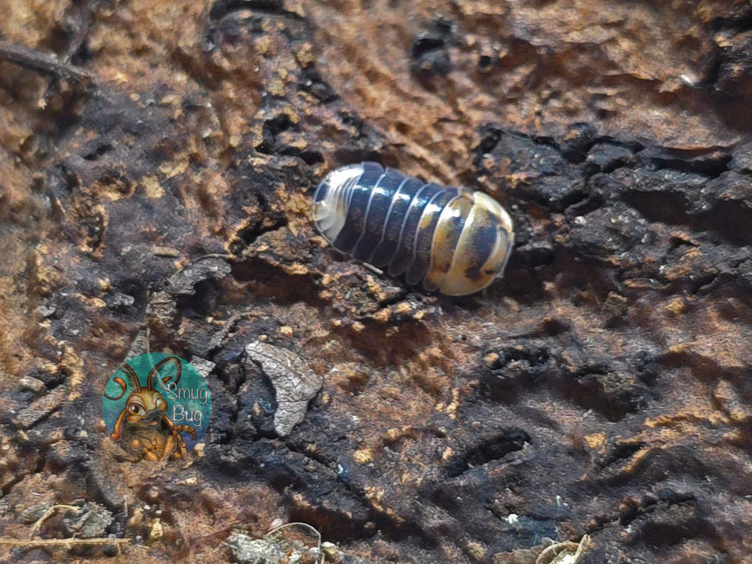 Cubaris sp. "Emperor Bee"