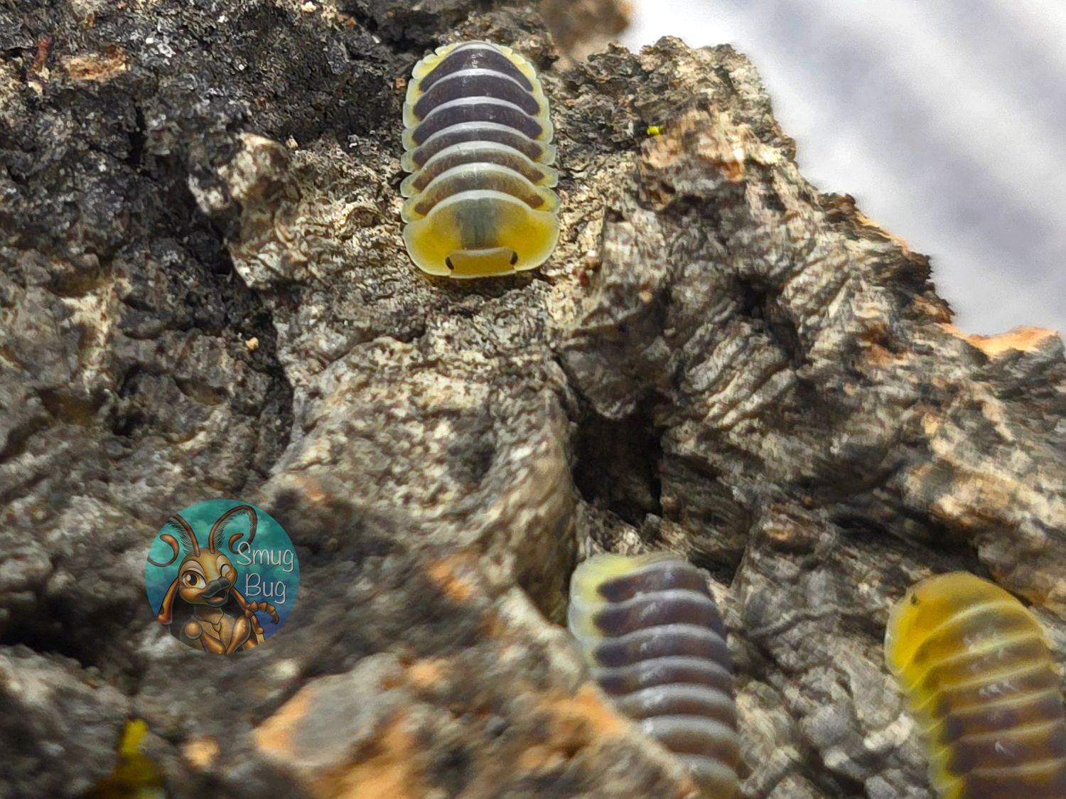 Cubaris sp. "Jupiter"