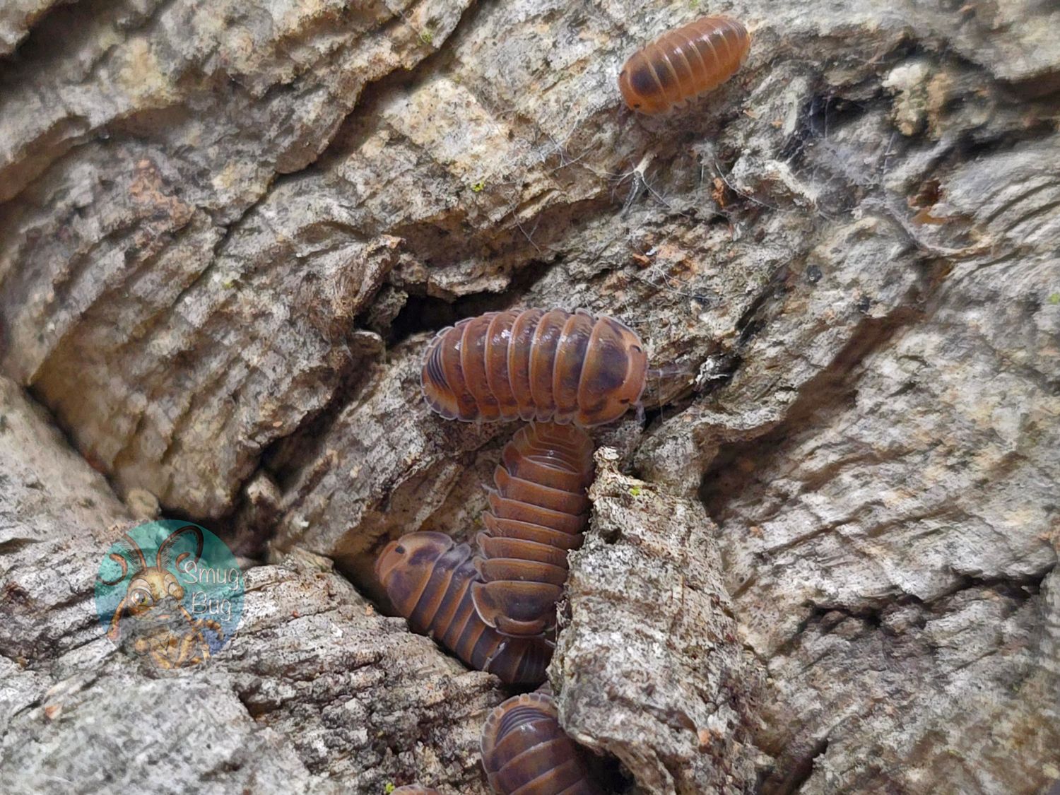 Cubaris sp. "Pak Chong, Red"