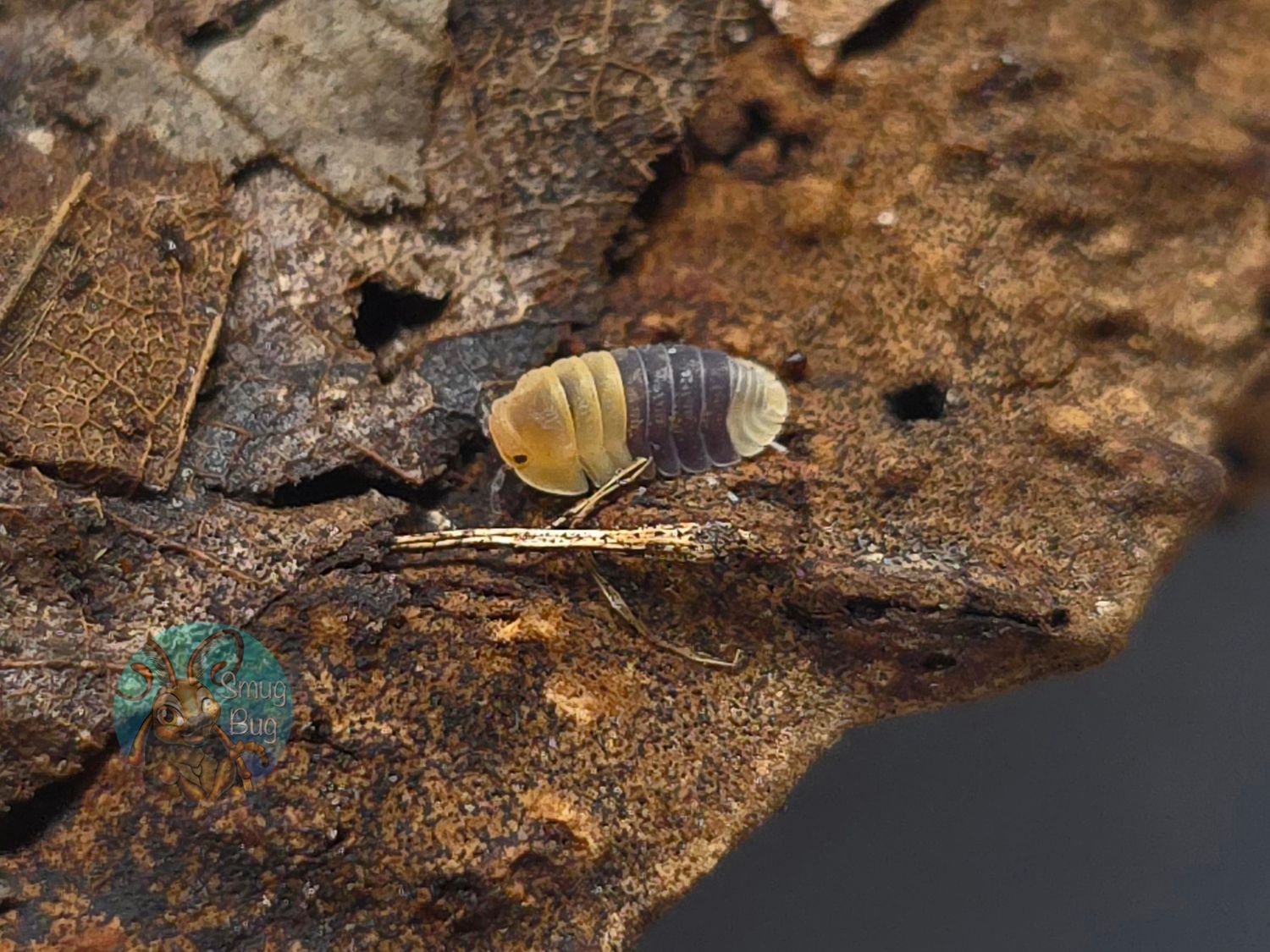 Cubaris sp. "Rubber Bee"