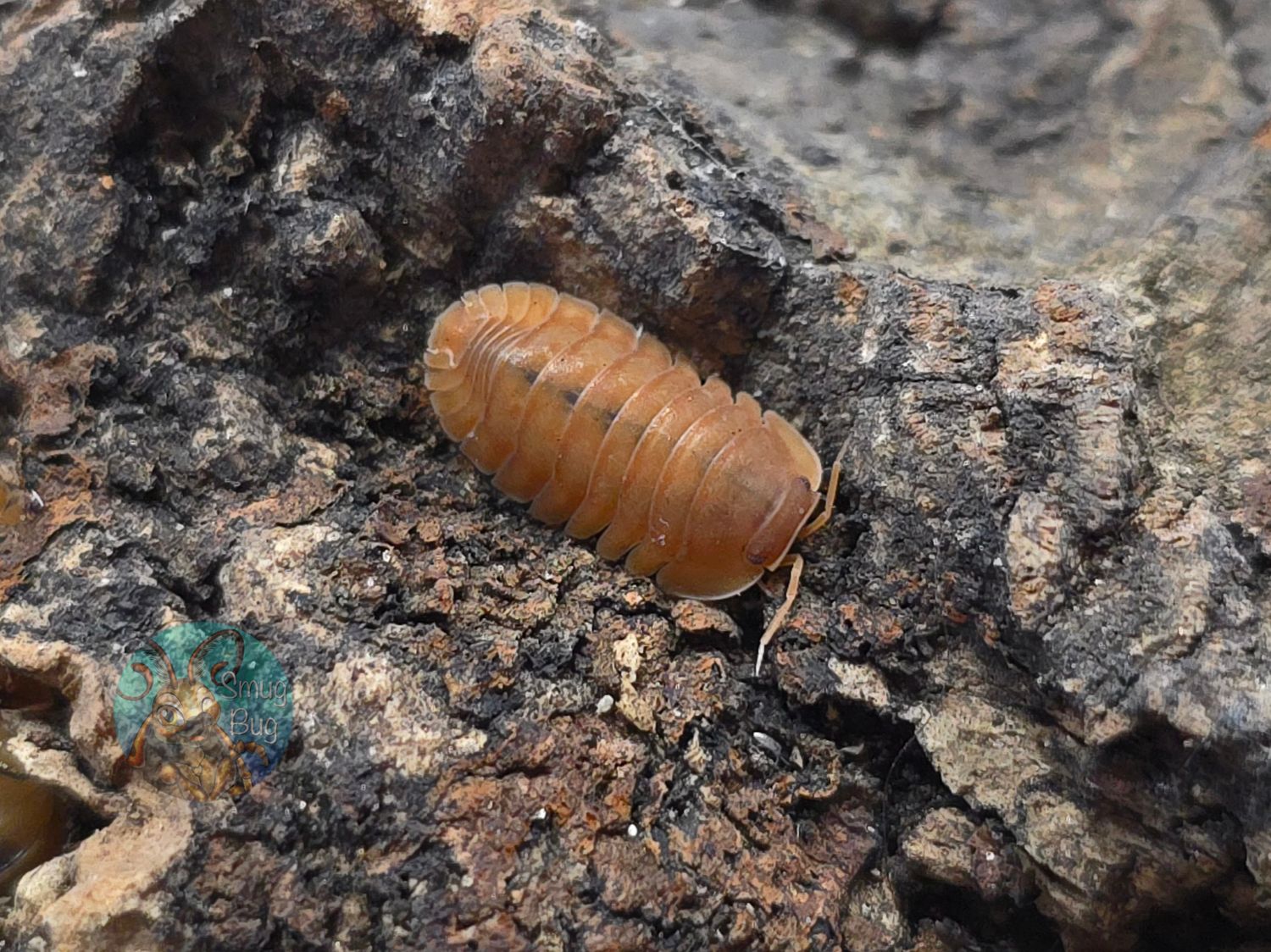 Nesodillo sp. "Red Edge, Orange Phase"