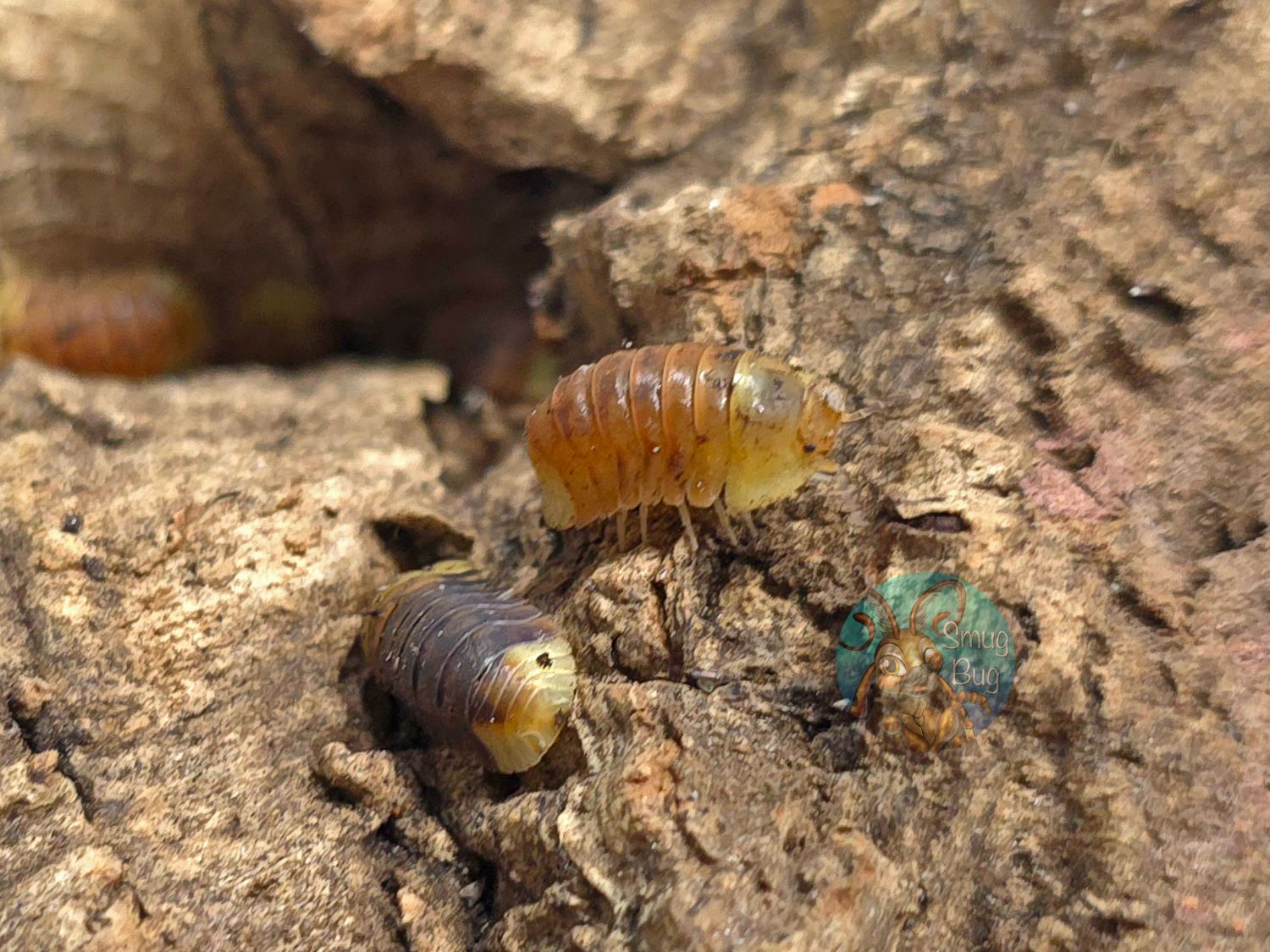 Cubaris sp. "Rubber Ducky, Pink"