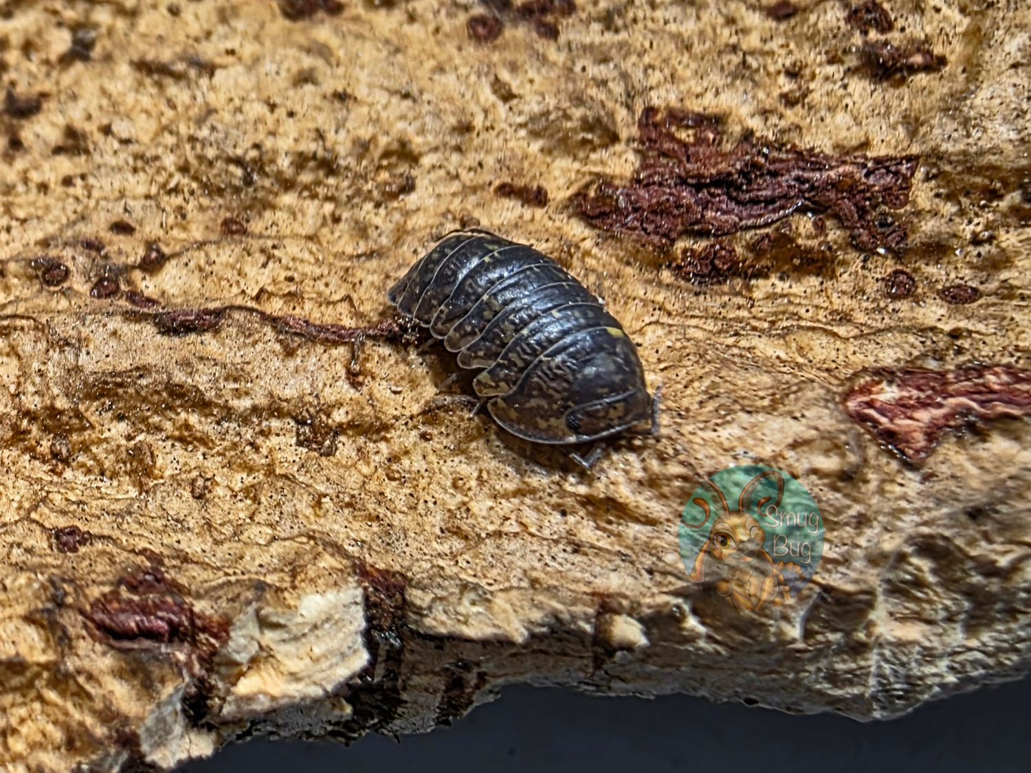 Cubaris sp. "Sabah"
