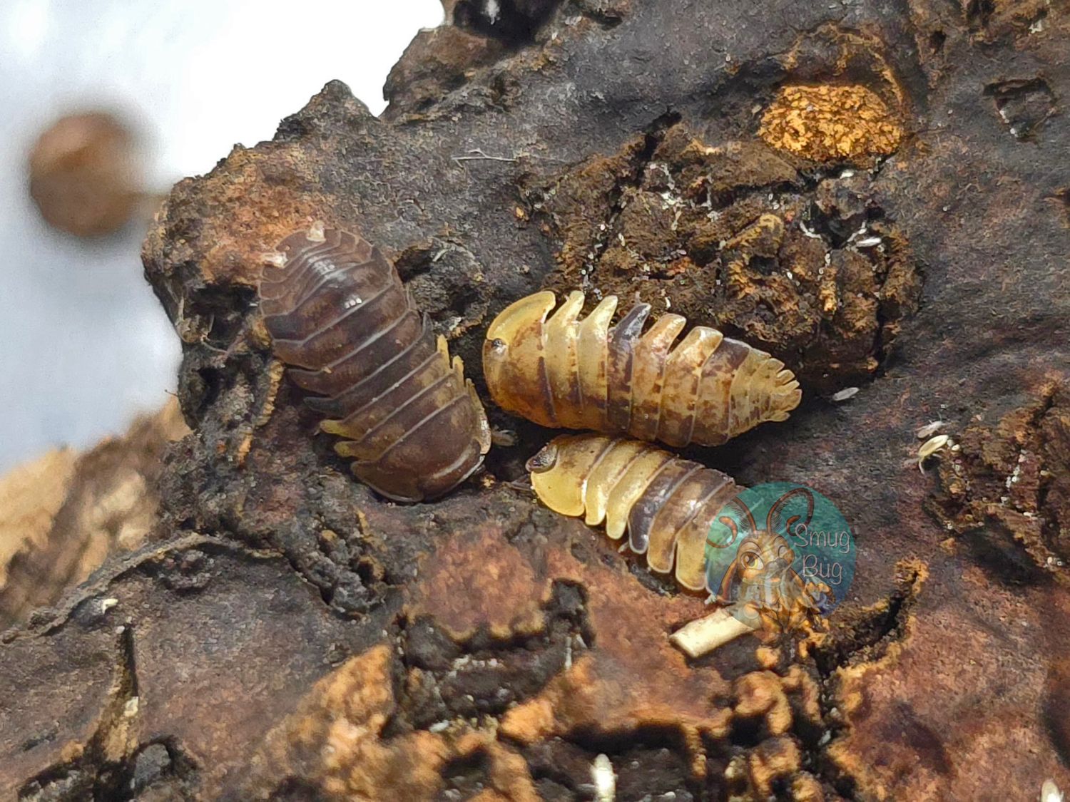 Filipinodillo sp. "Cordova"