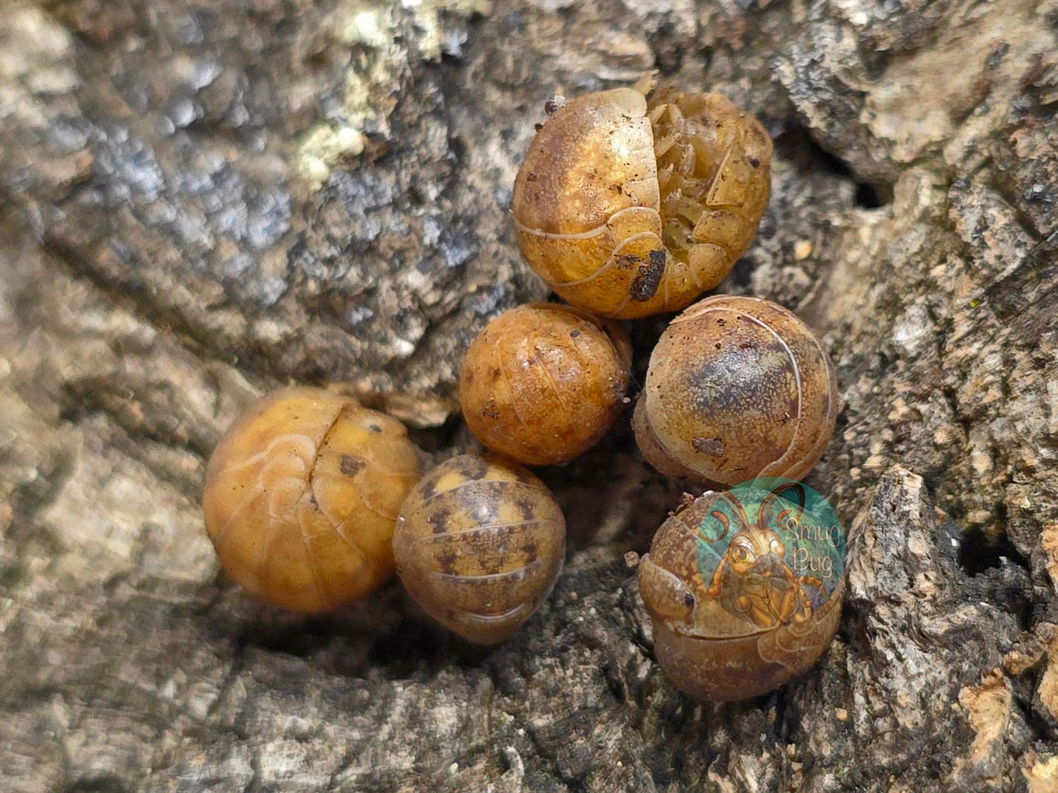 Helleria brevicornis "Pomelo"