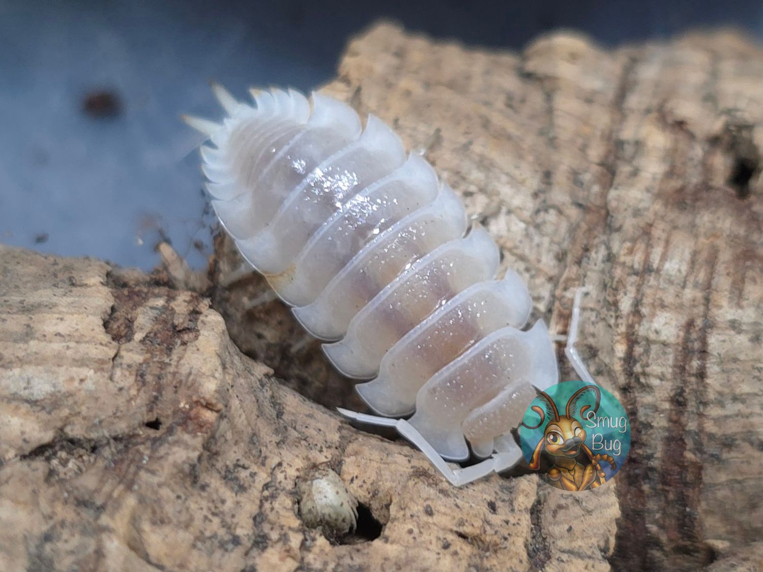Porcellio hoffmannseggi "White Out"