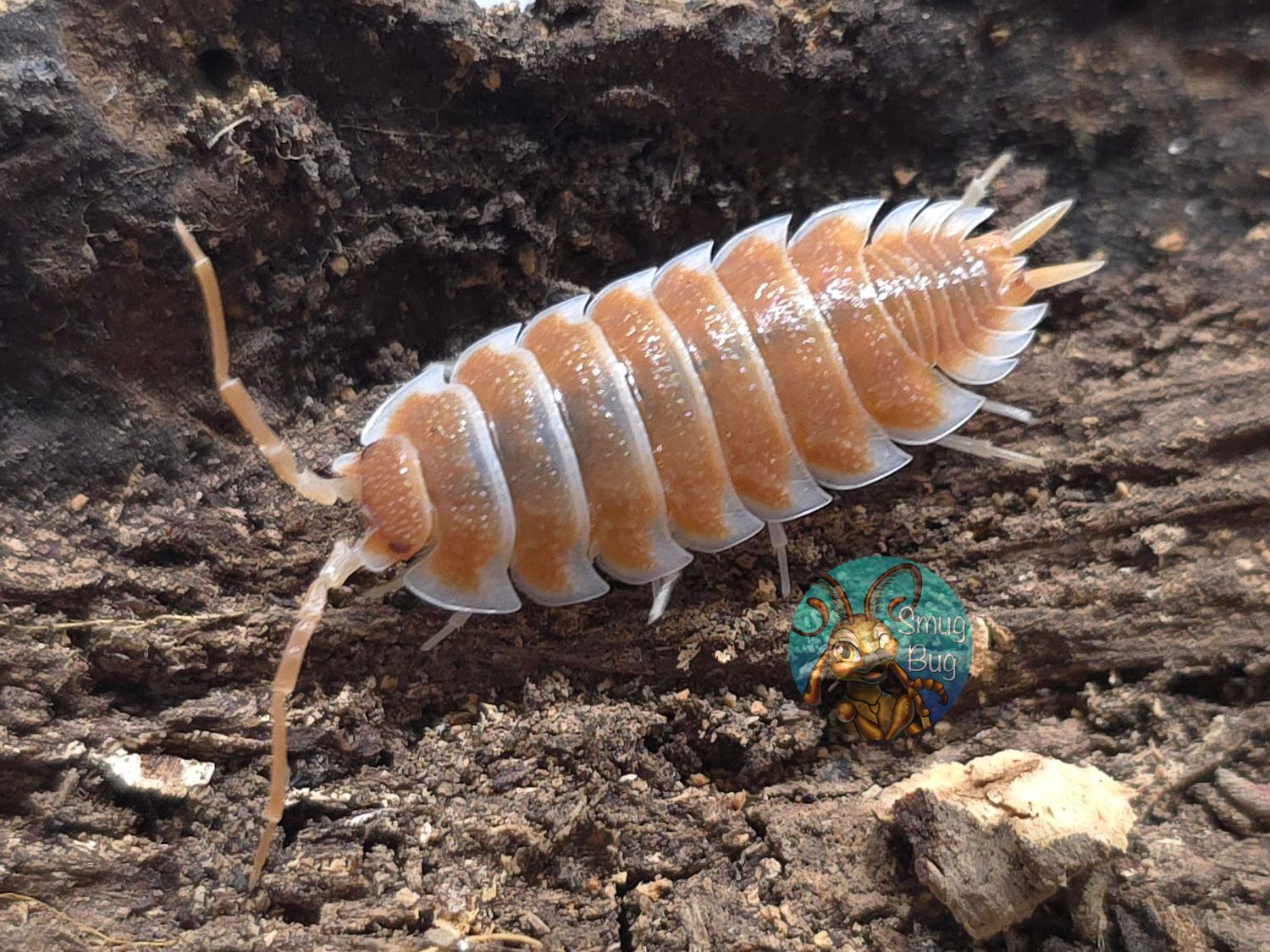 Porcellio hoffmannseggi "Orange"