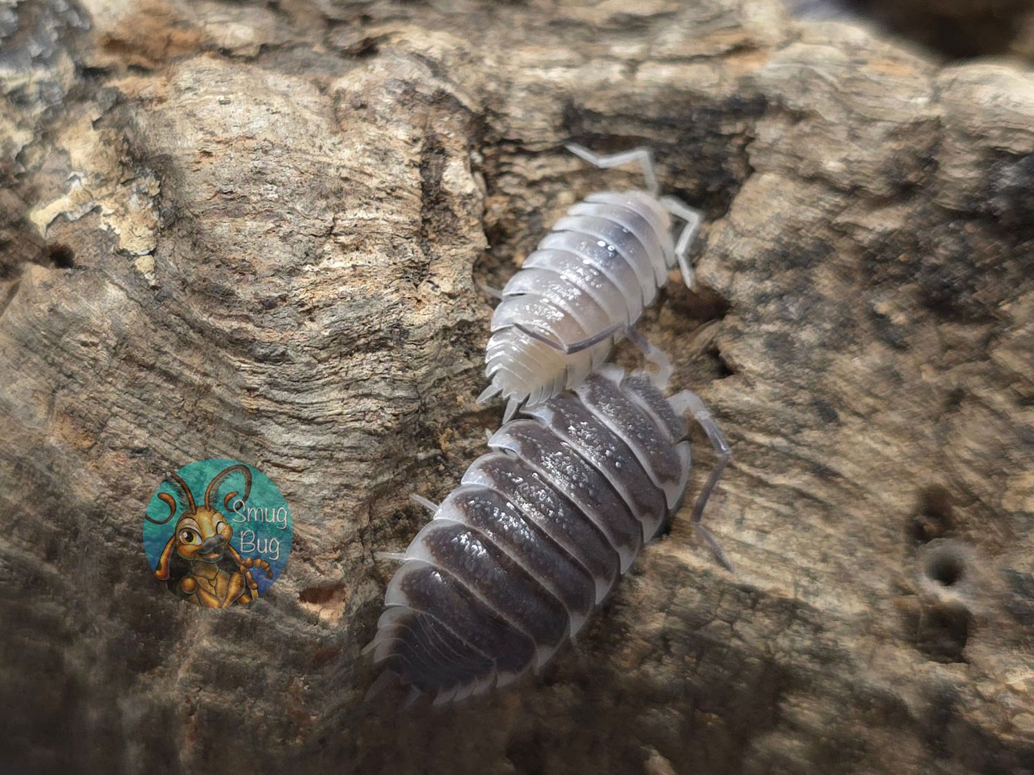 Porcellio hoffmannseggi "Morph Mix"