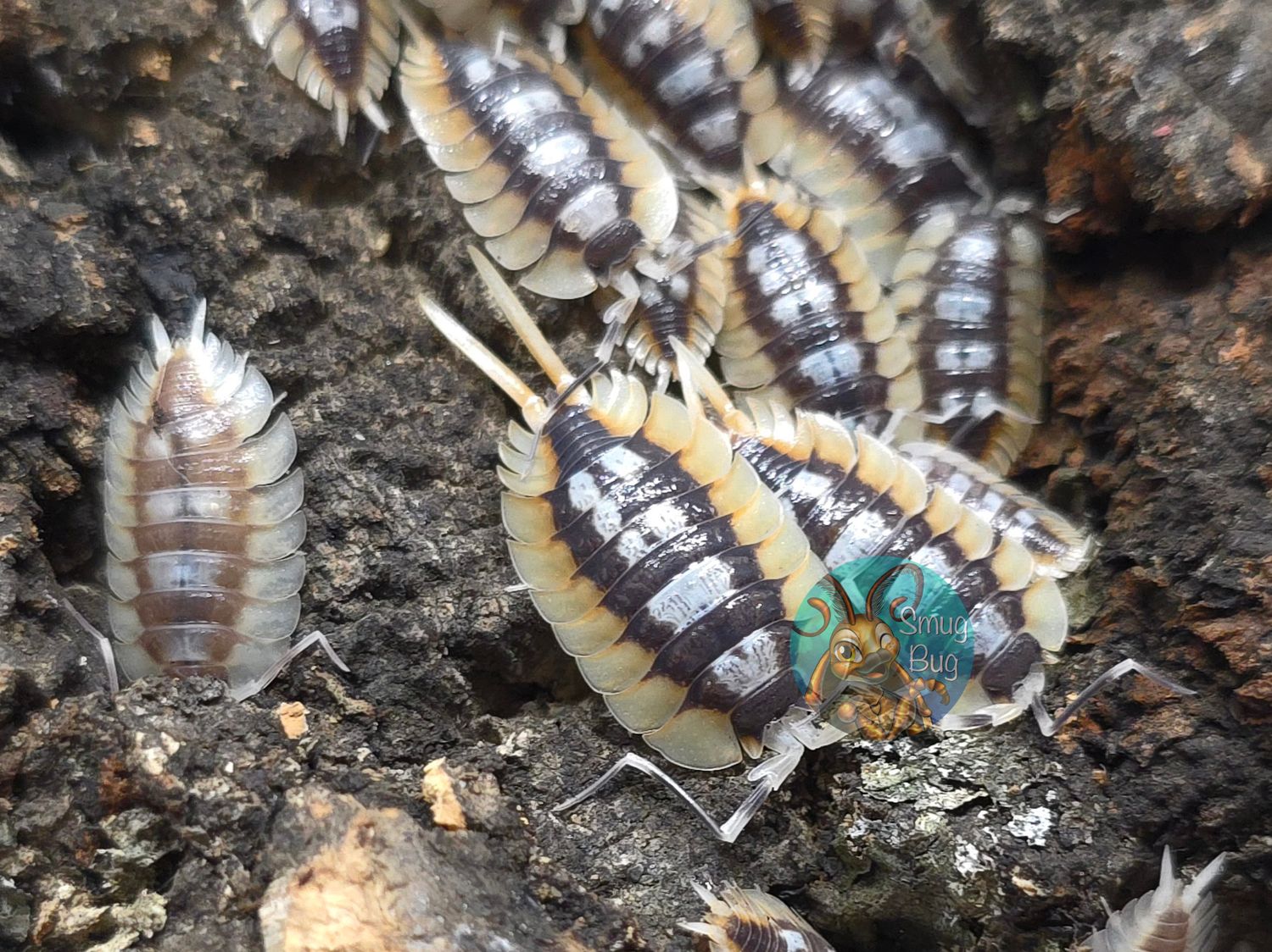 Porcellio expansus "Cafe Au Lait"