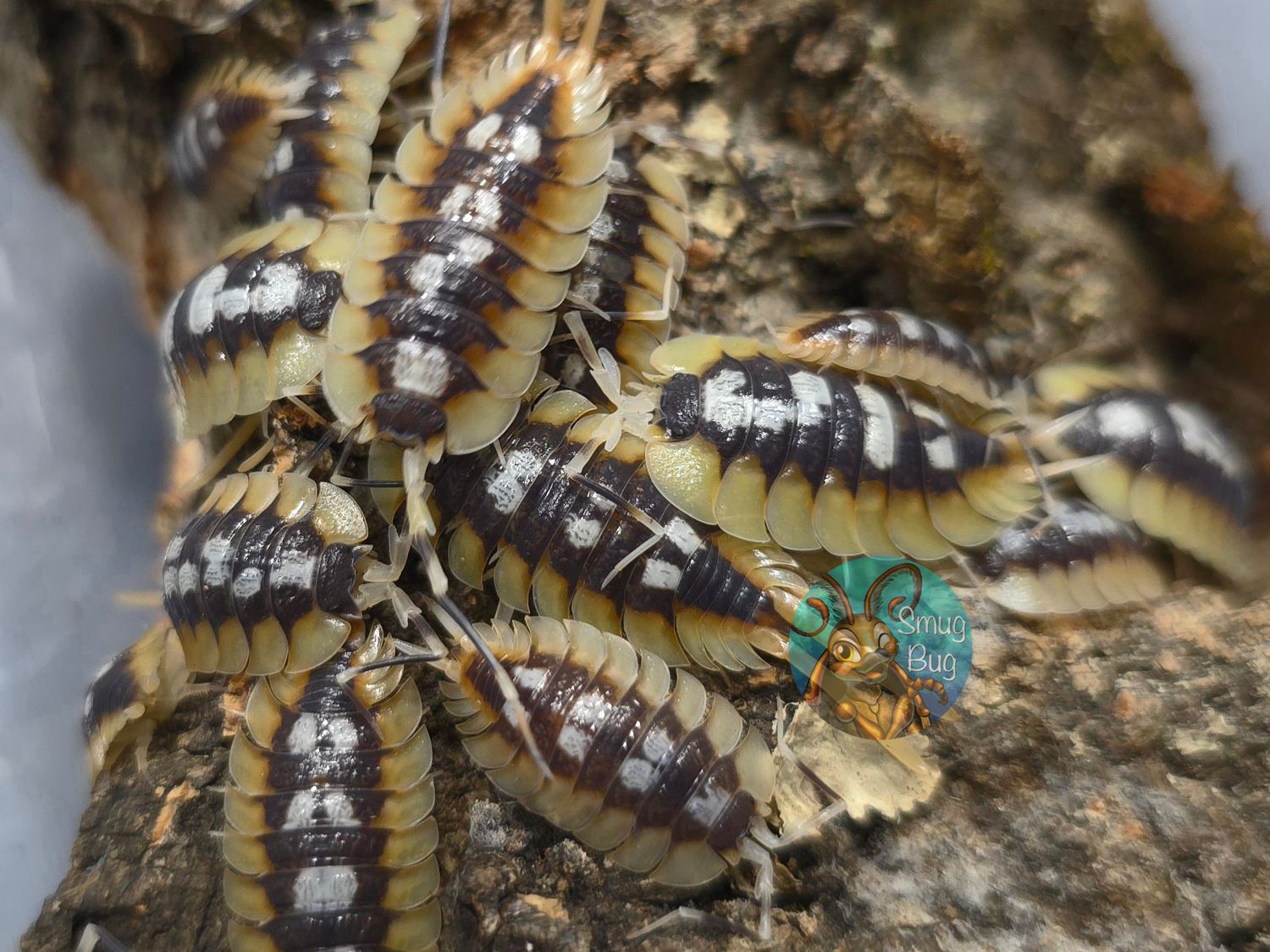 Porcellio expansus "High Orange"