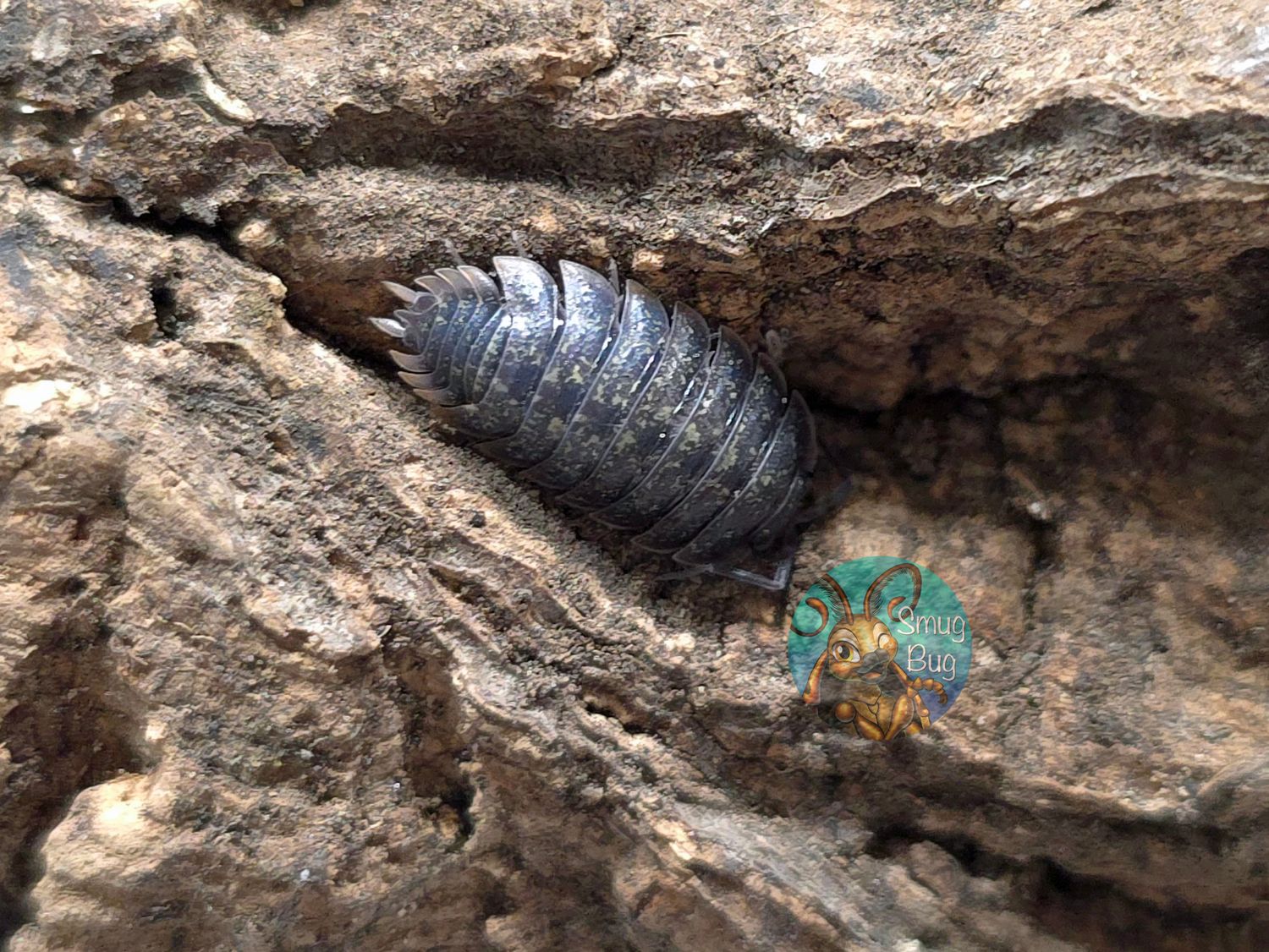 Porcellio flavomarginatus "Crete"