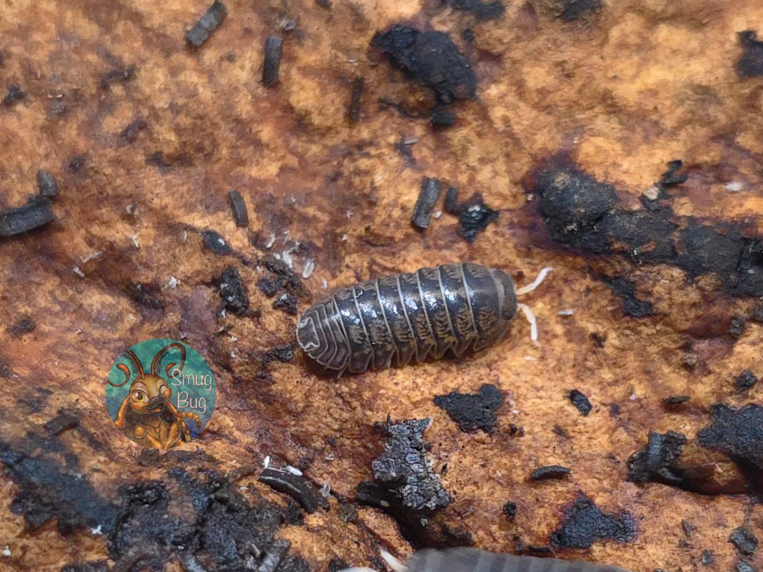 Spherillo raffaelei